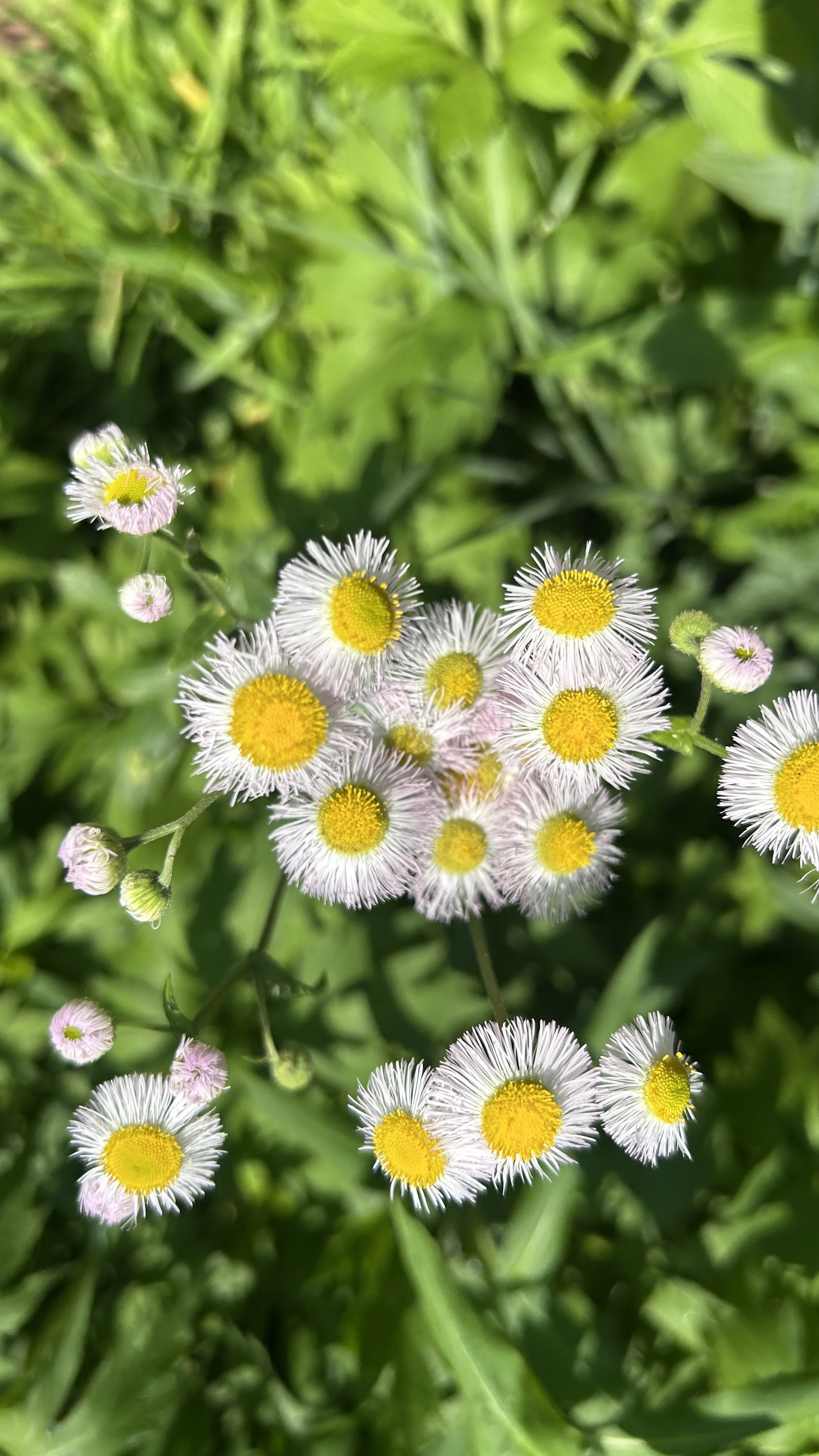 FLEABANE