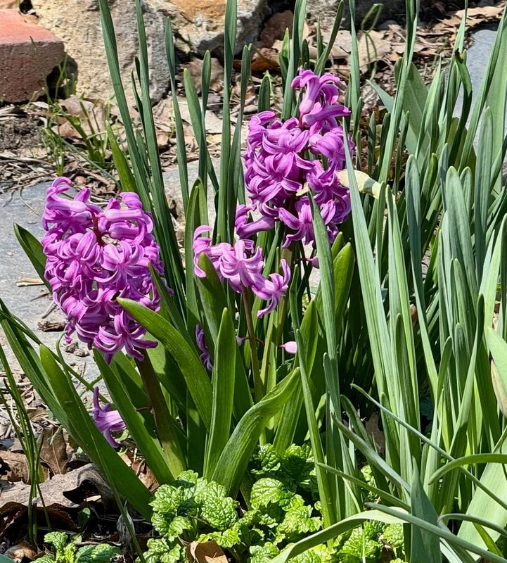 HYACINTH