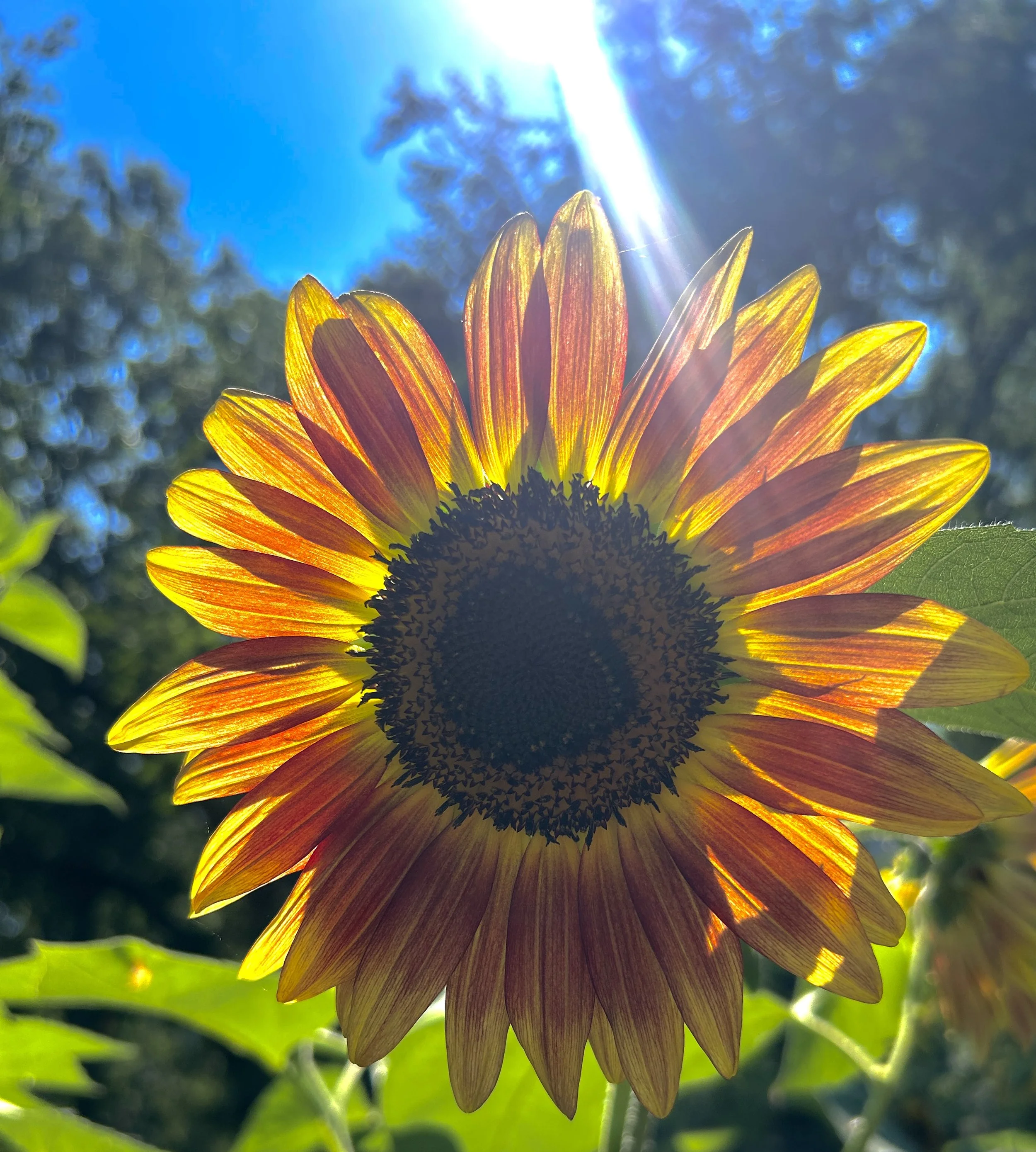 SUNFLOWER
