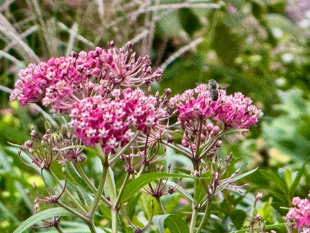 SWAMP MILKWEED