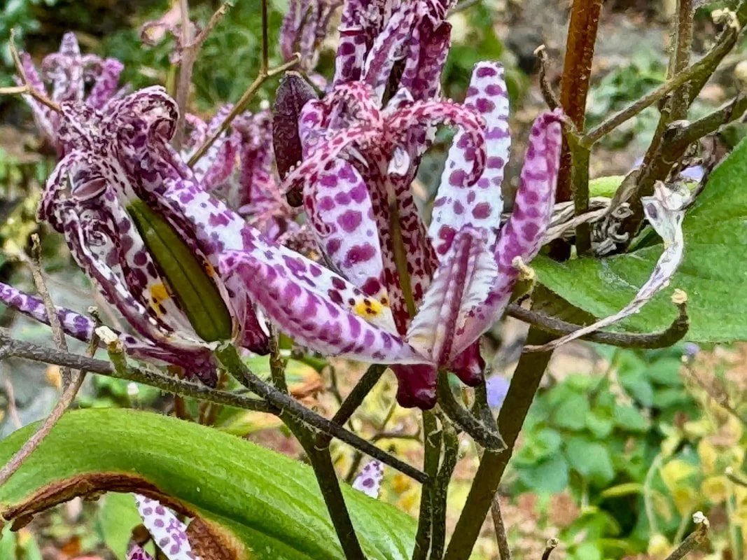 TOAD LILY