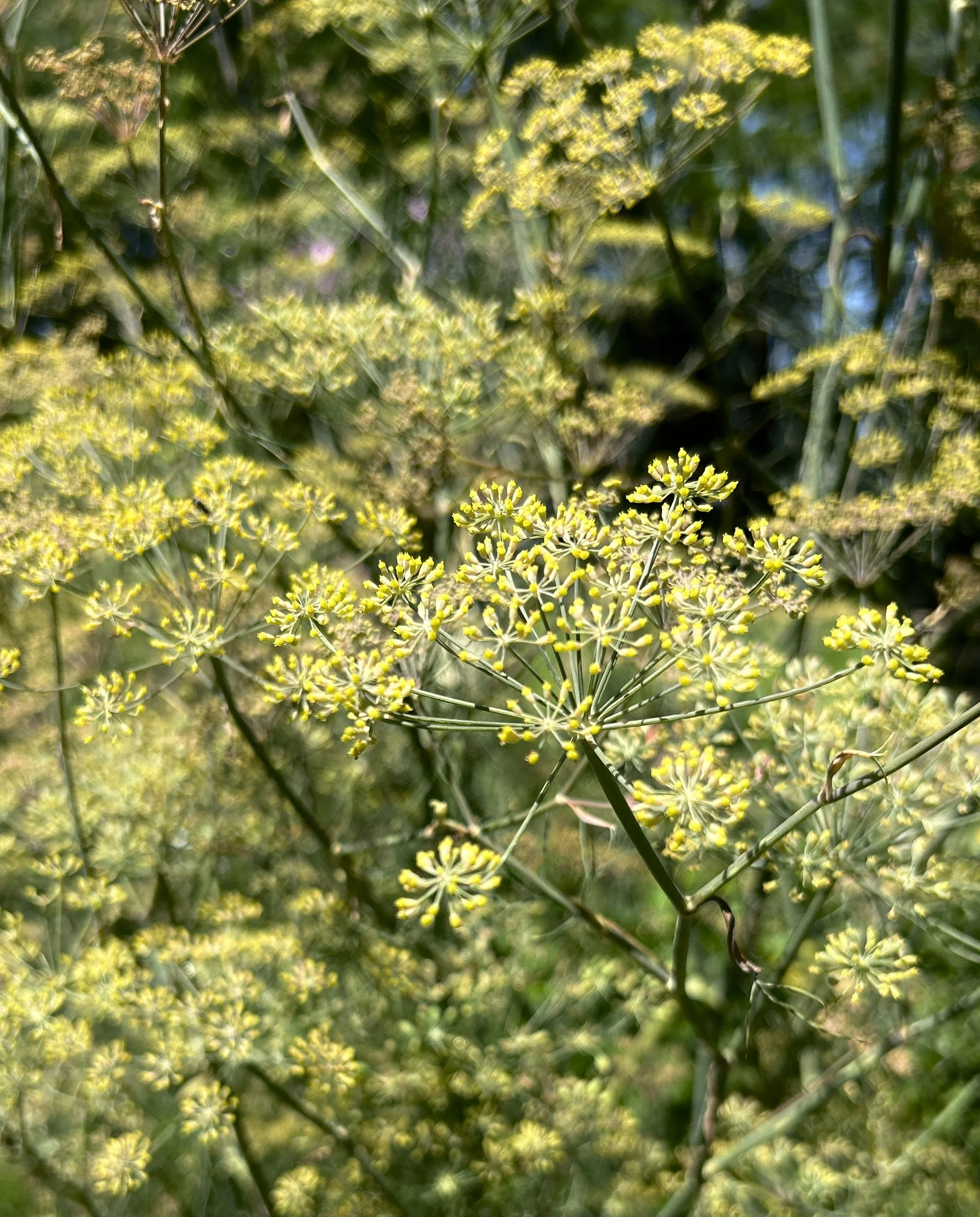 FENNEL