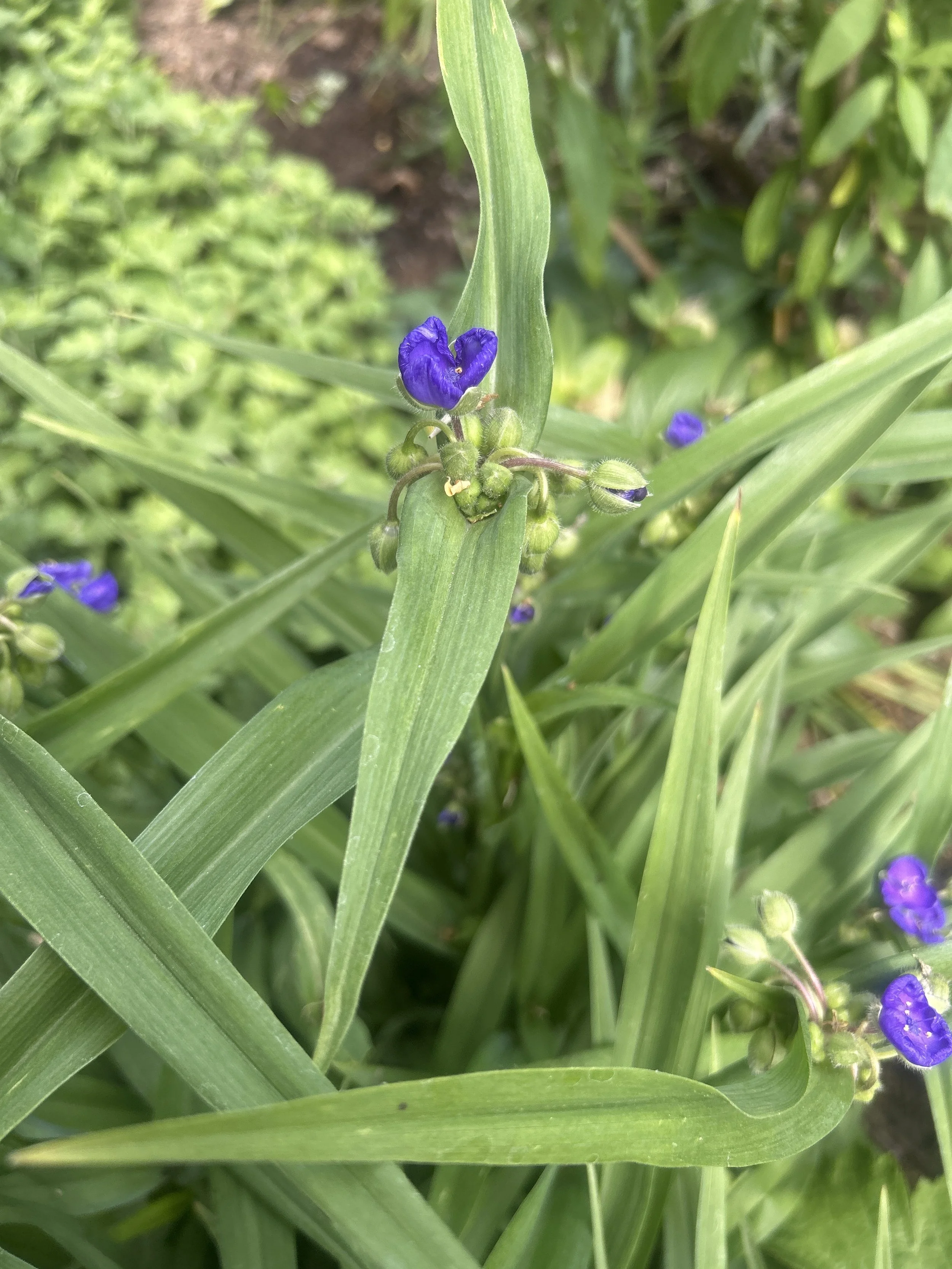 SPIDERWORT