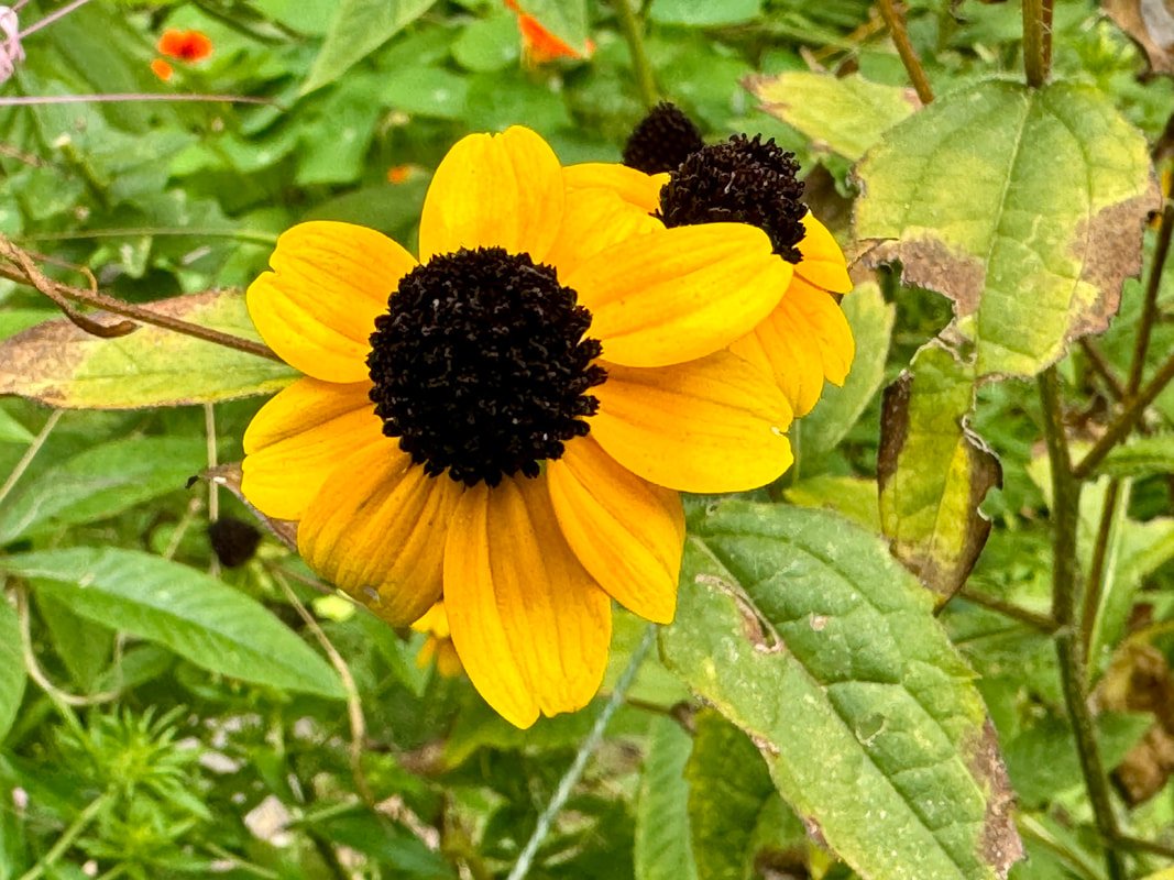 BLACK EYED SUSAN