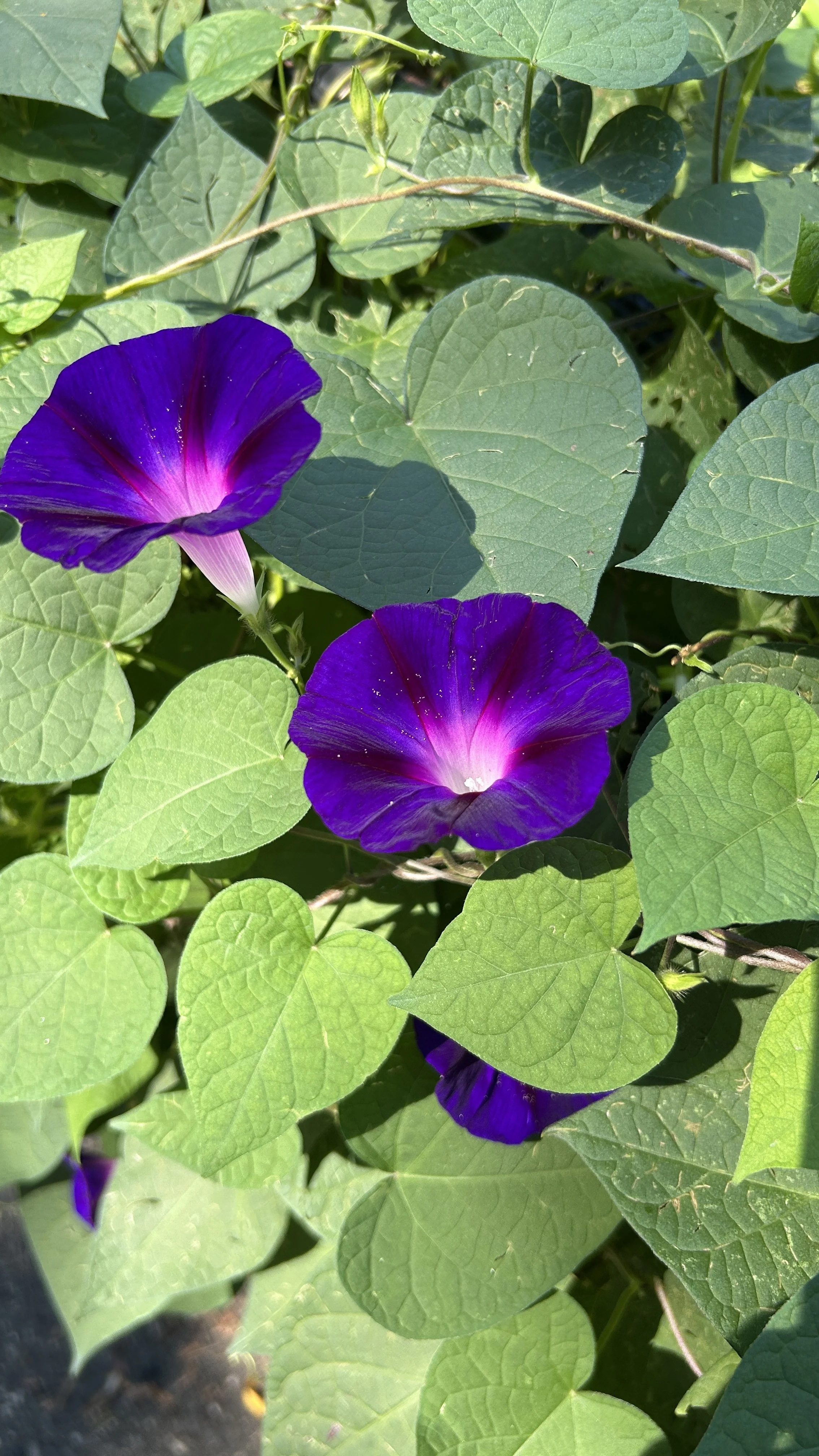 MORNING GLORY