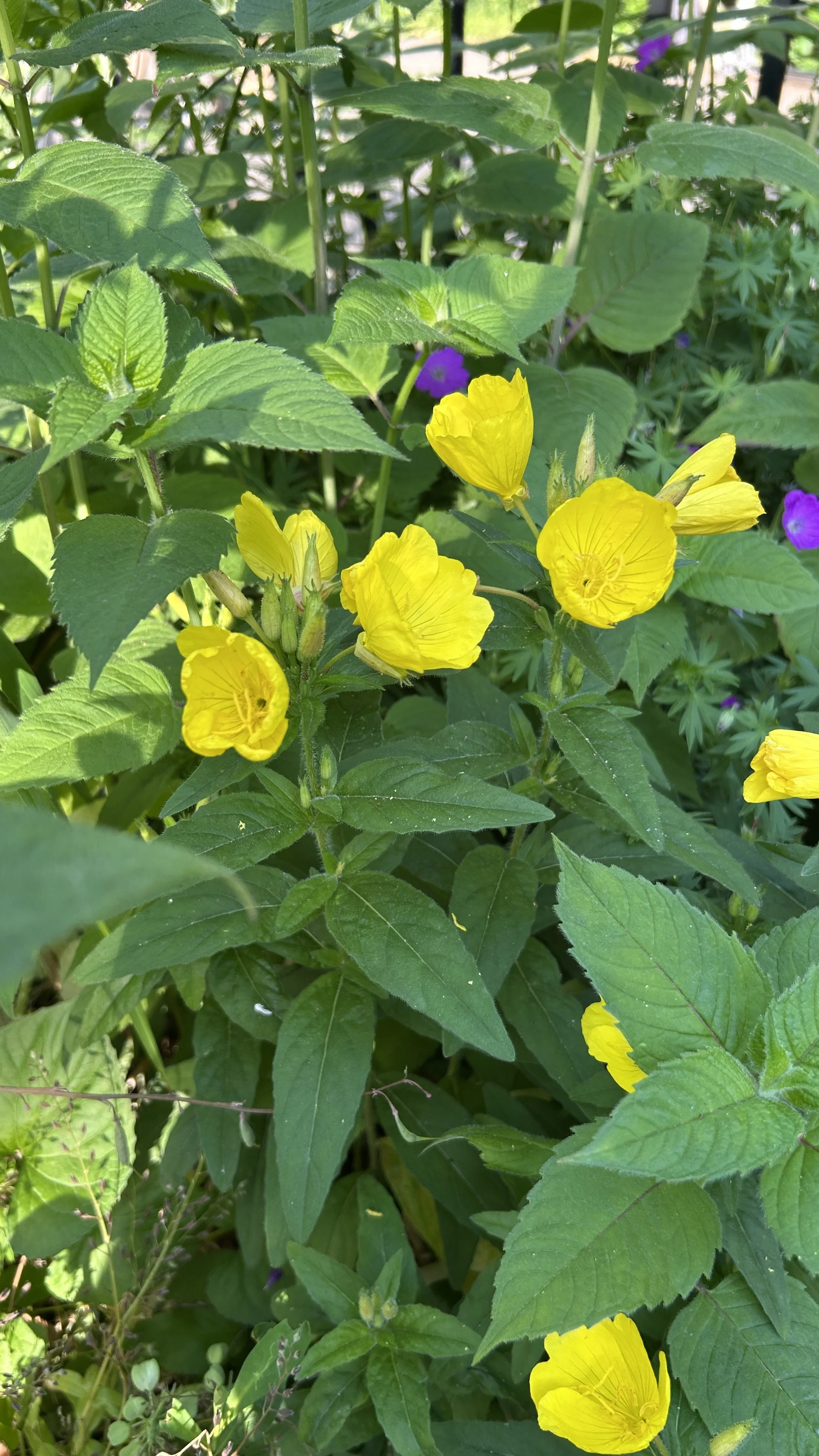 EVENING PRIMROSE