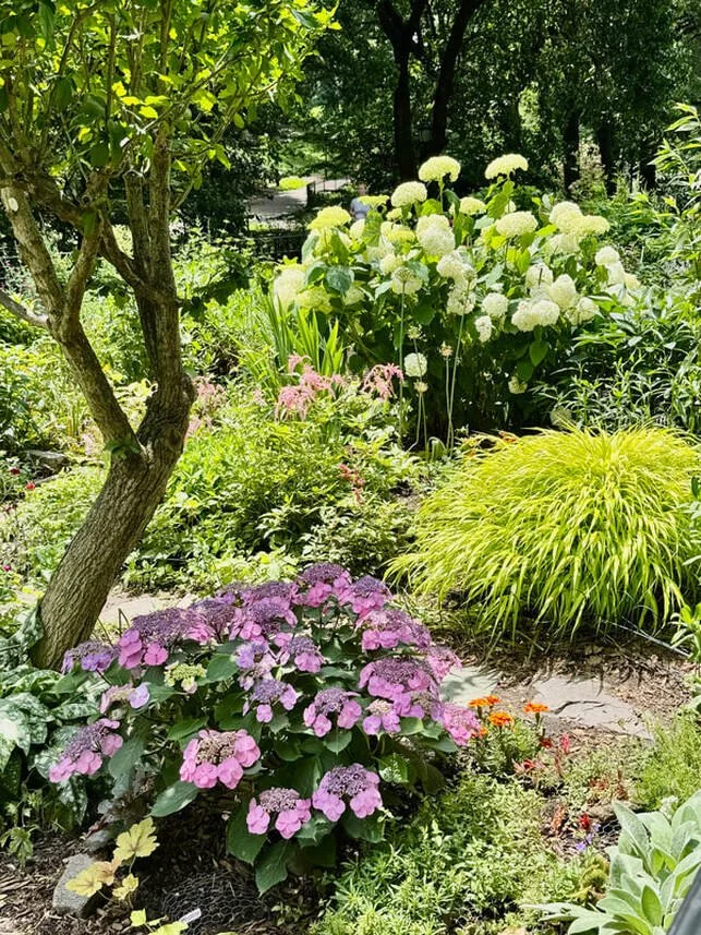 LACECAP HYDRANGEA