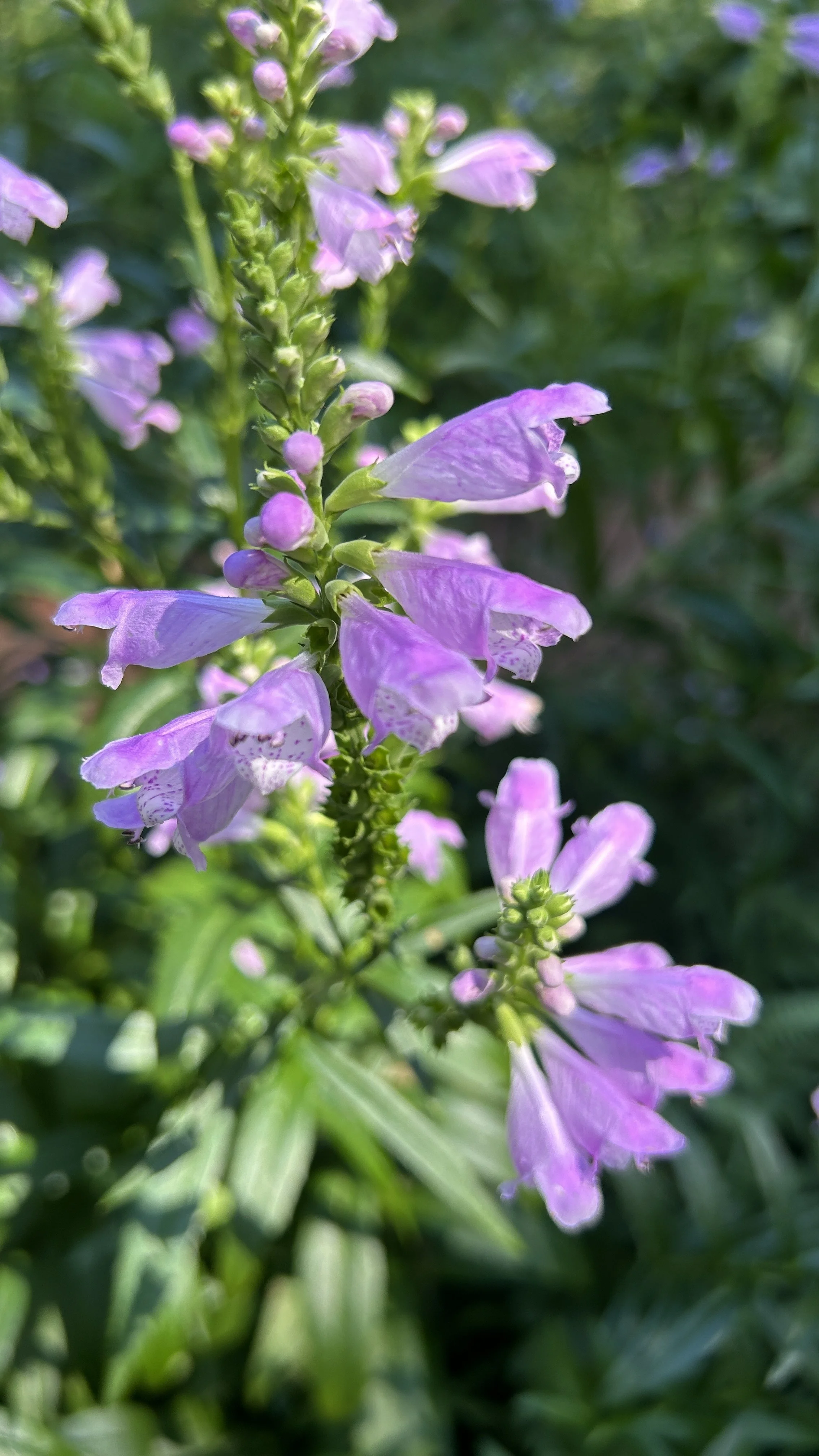 OBEDIENT PLANT