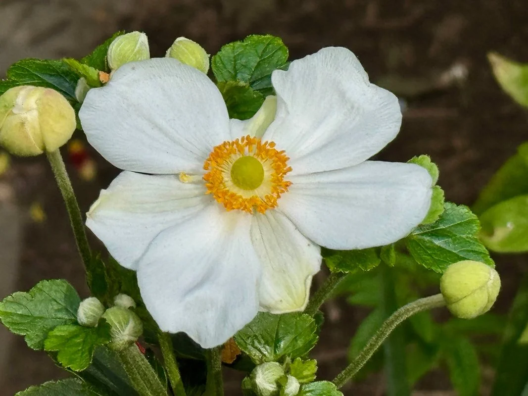 JAP ANEMONE (2).jpg