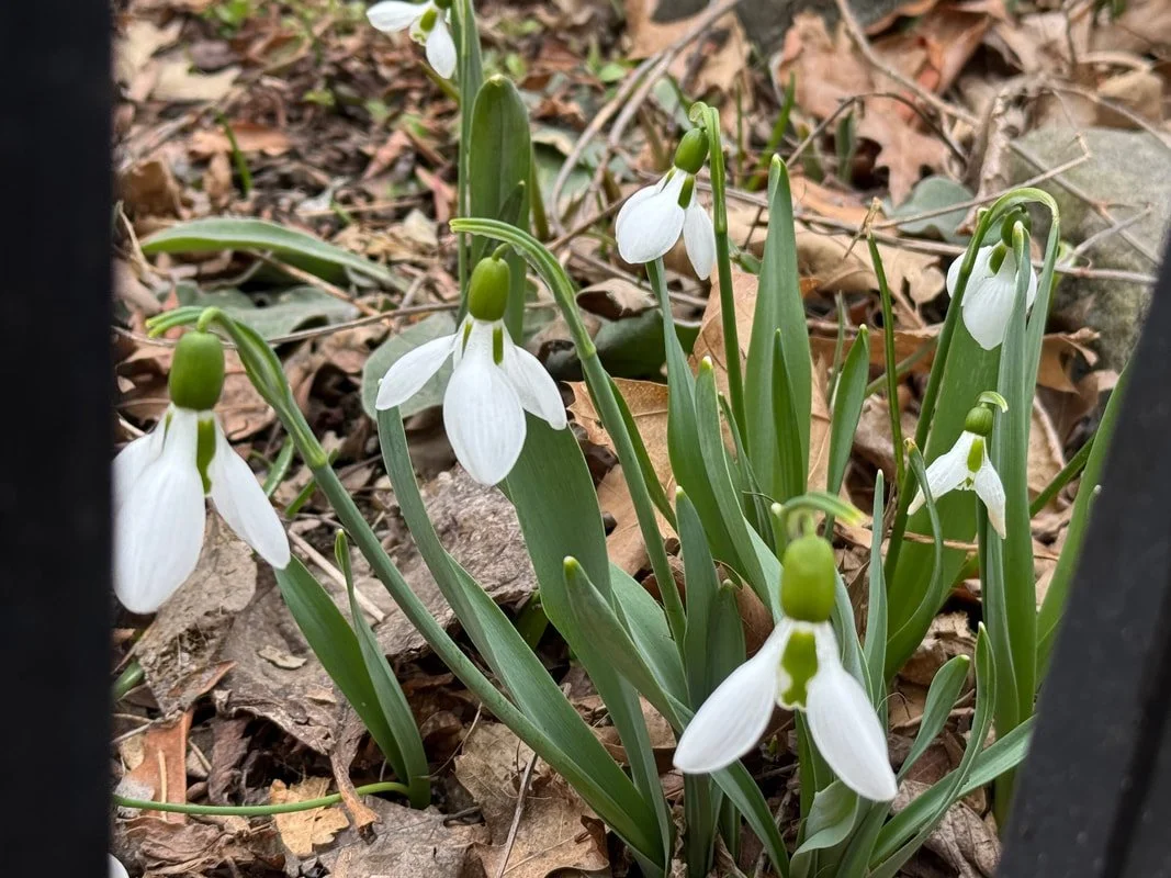 SNOWDROPS