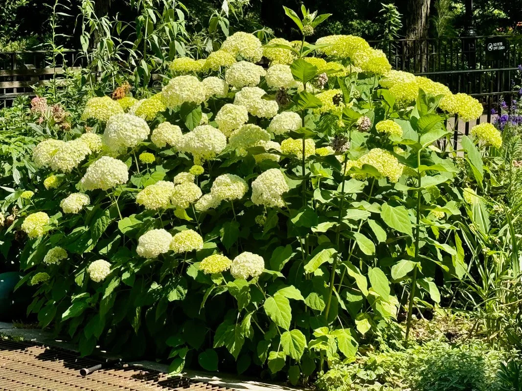 gen garden 2.jpg