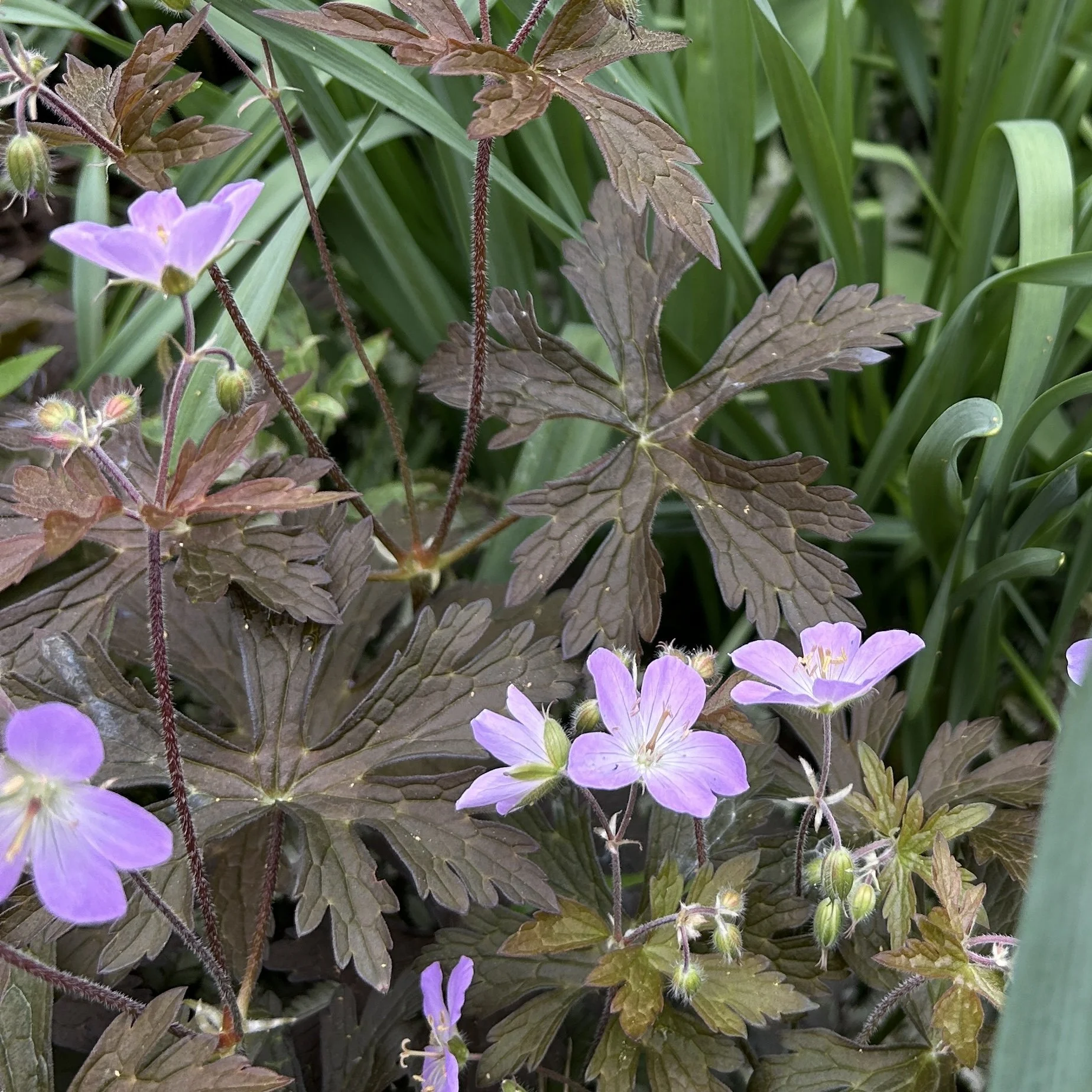 WILD GERANIUM