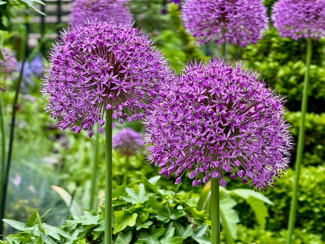 allium.jpg