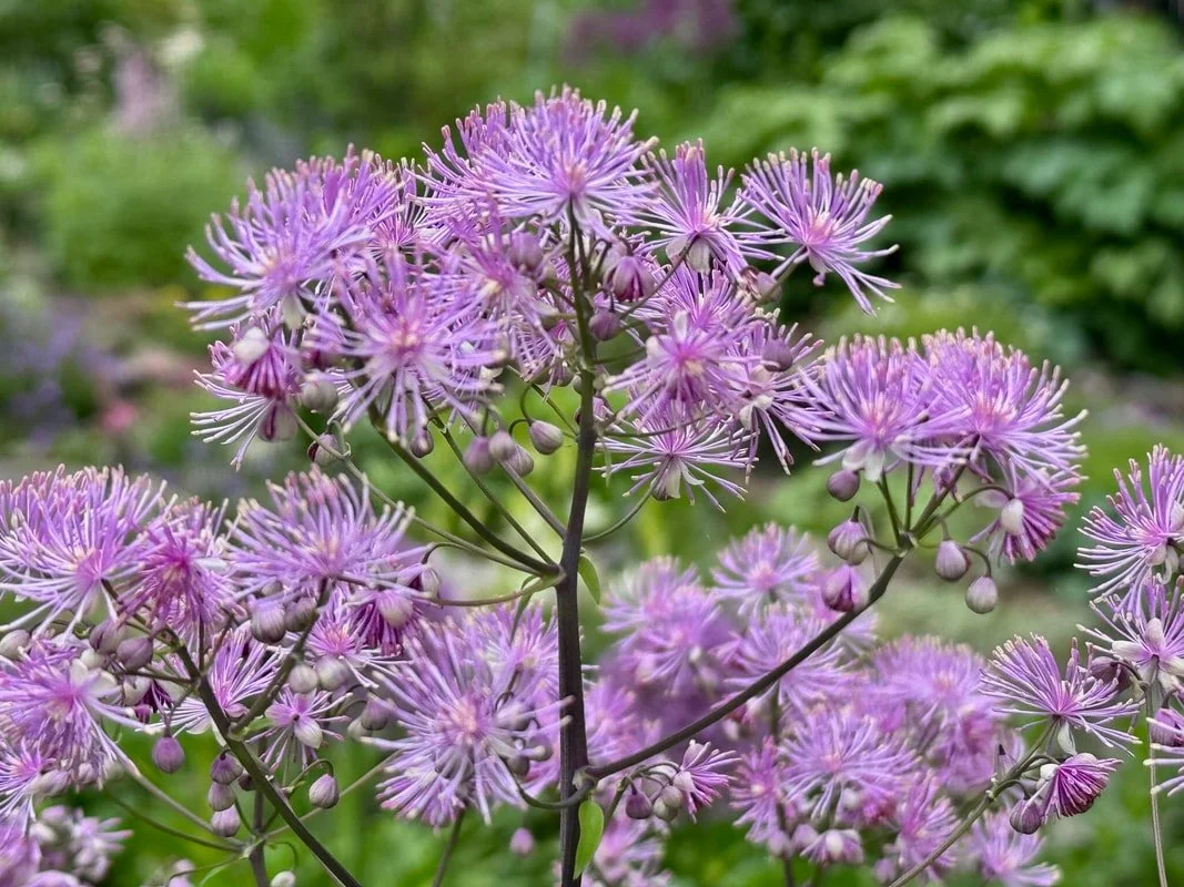 meadow rue.jpg