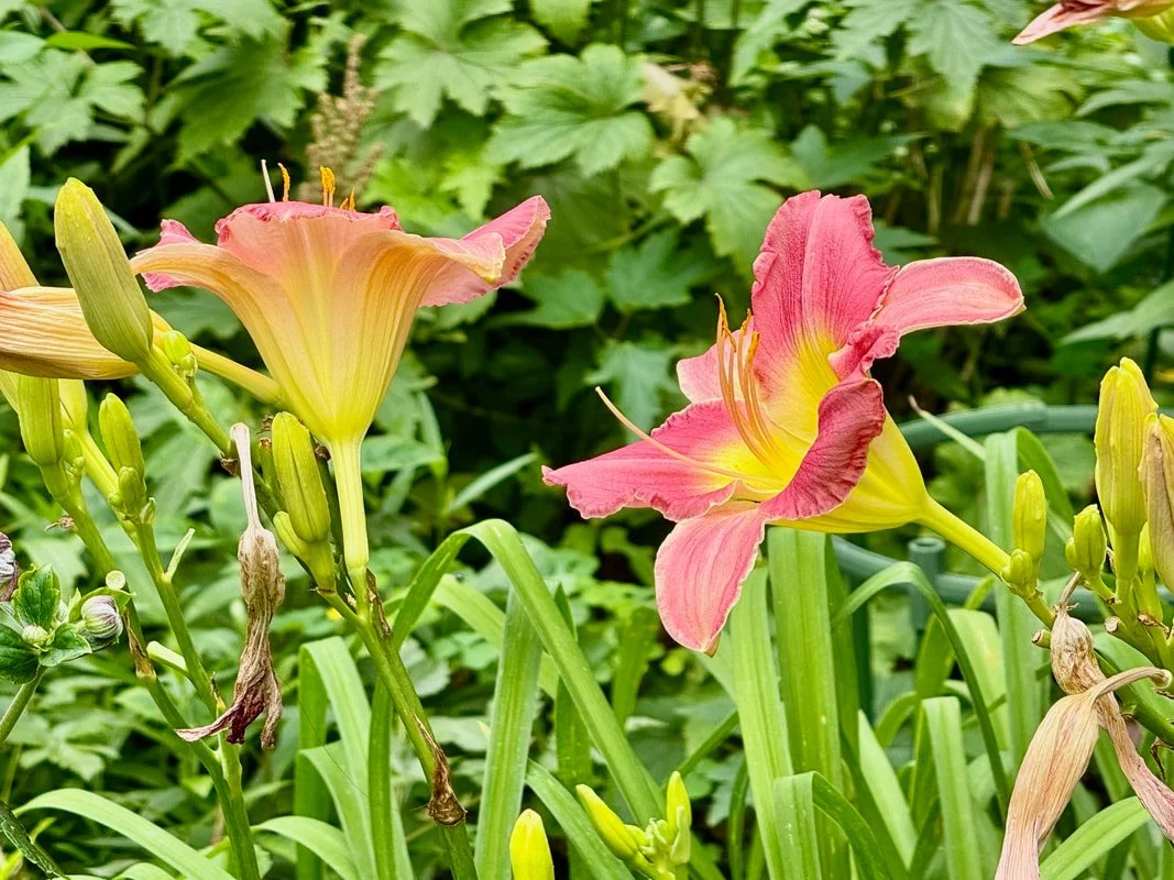 daylily.jpg