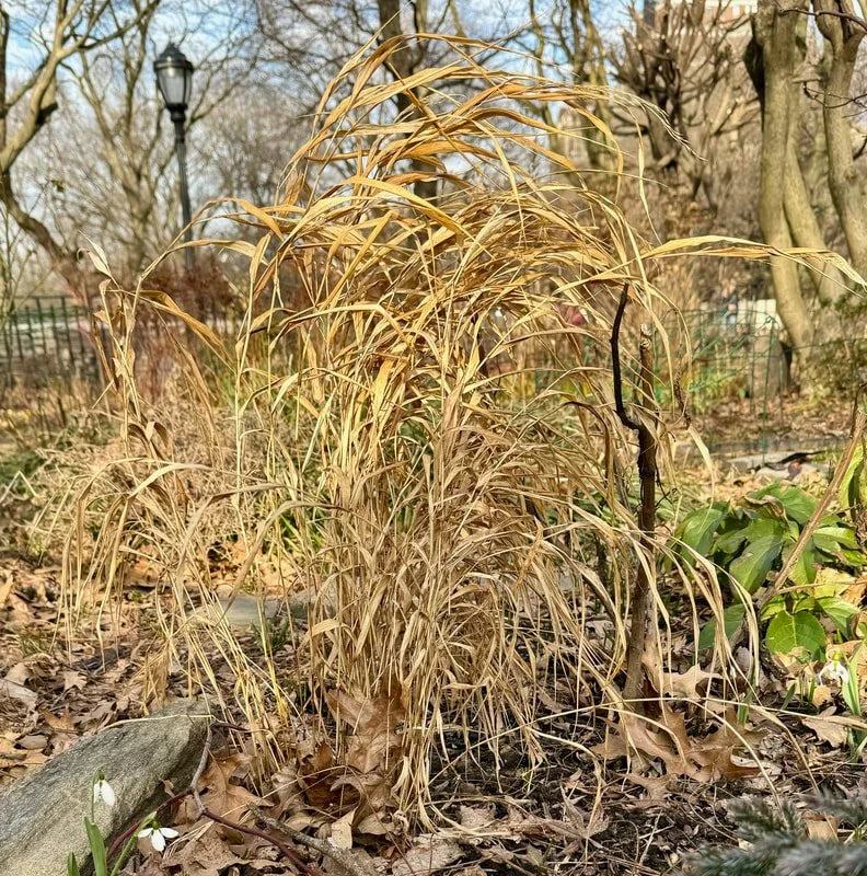 JAPANESE FOREST GRASS