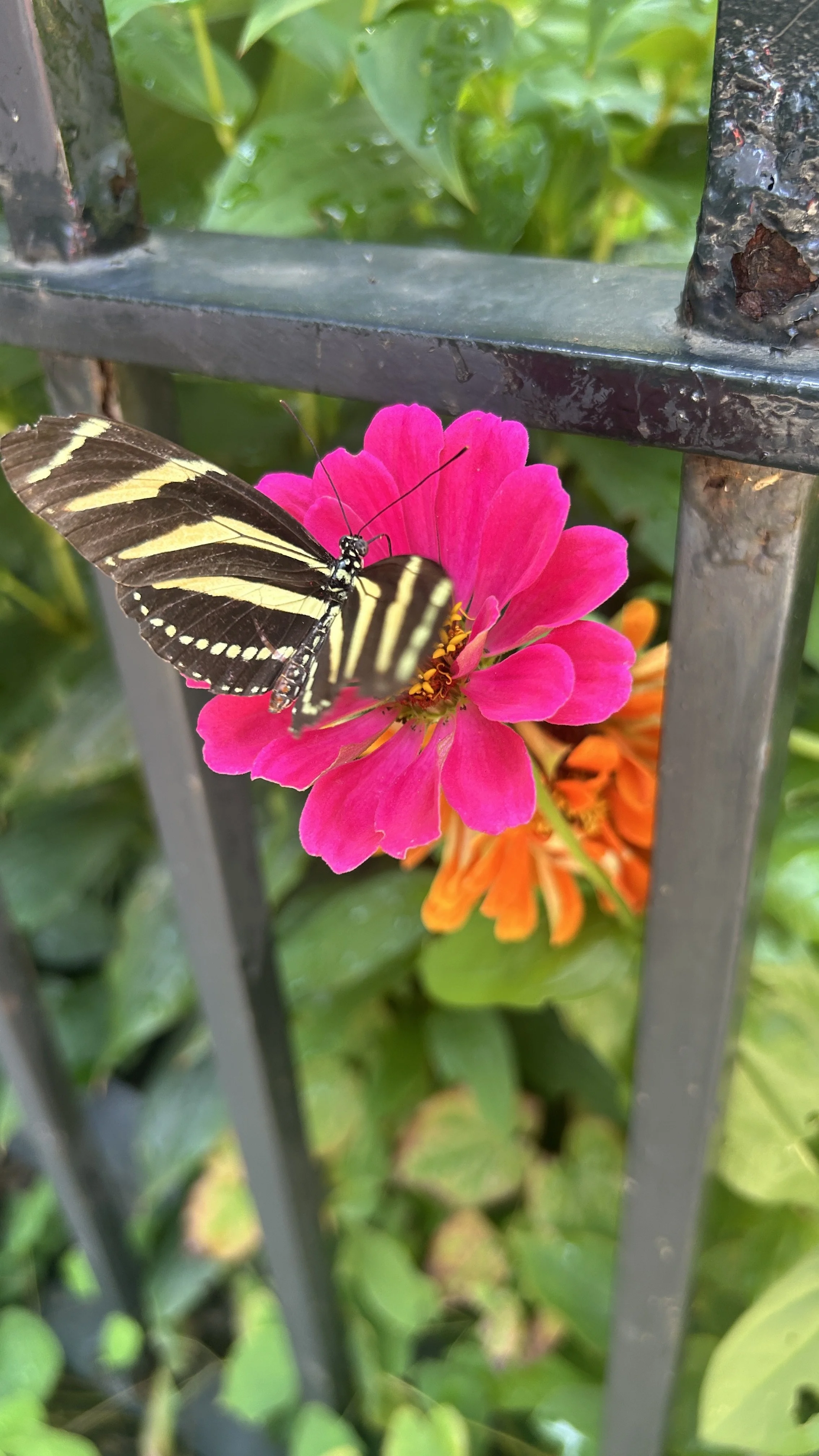 IMG_1666.JPEG