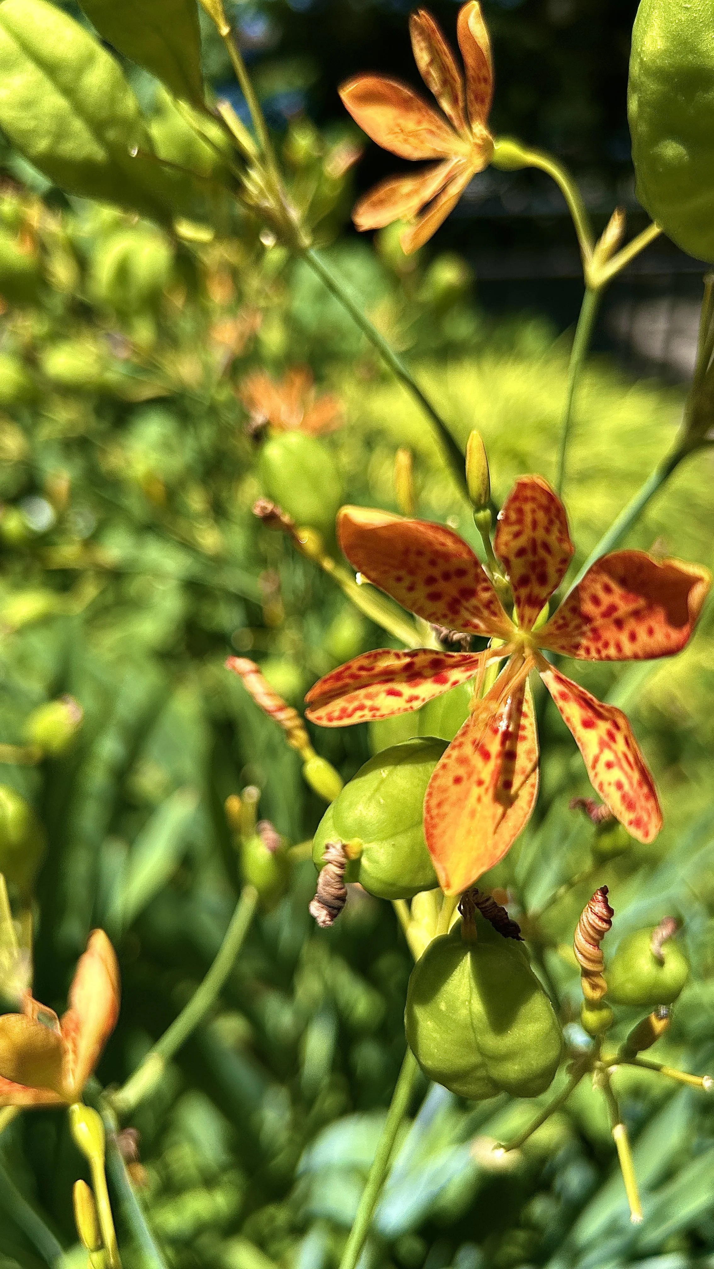 IMG_1498.JPEG