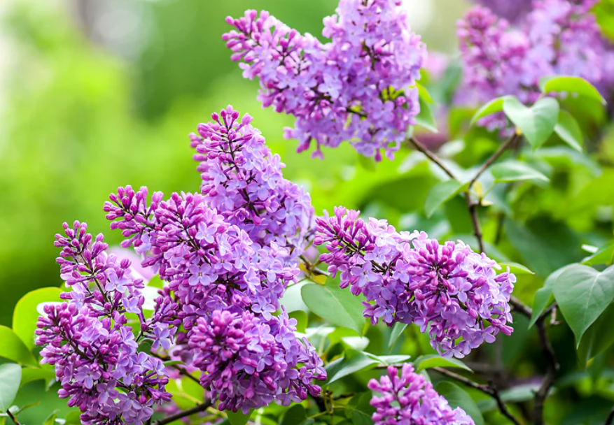 lilac.png