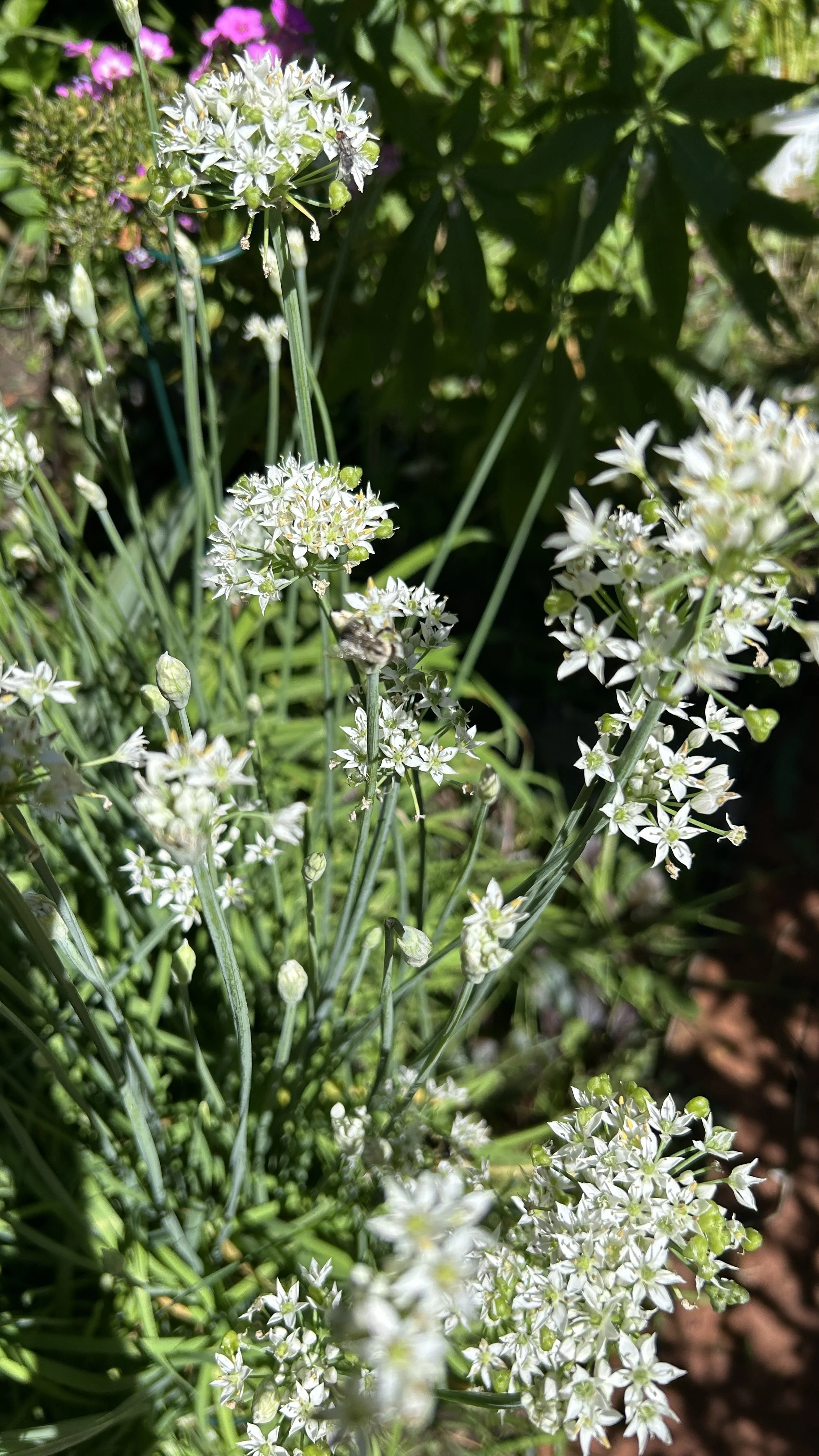 GARLIC CHIVES