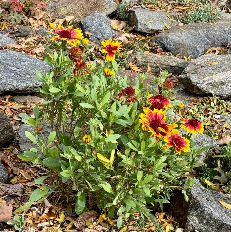 CONEFLOWER