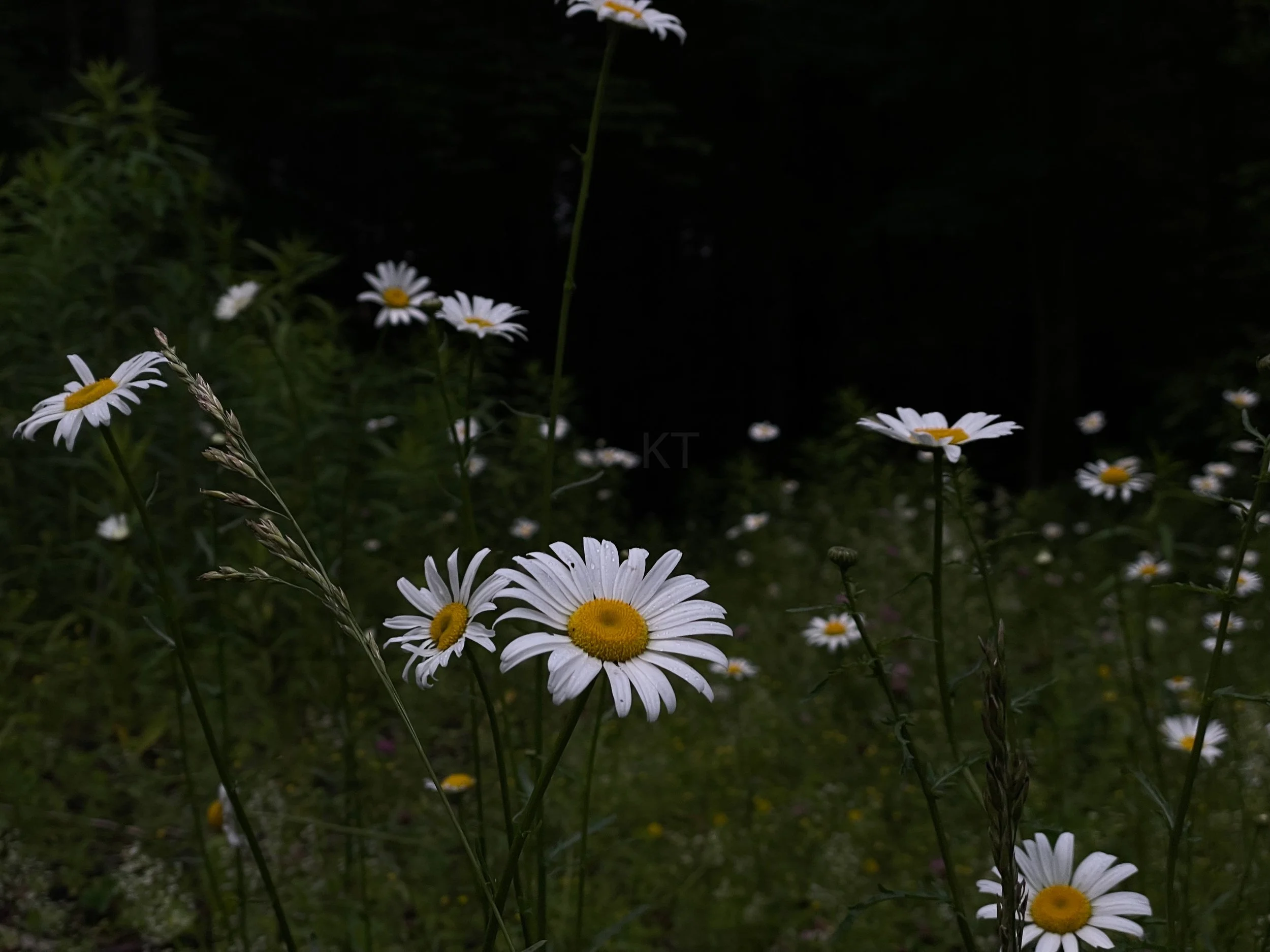daisies in the dark