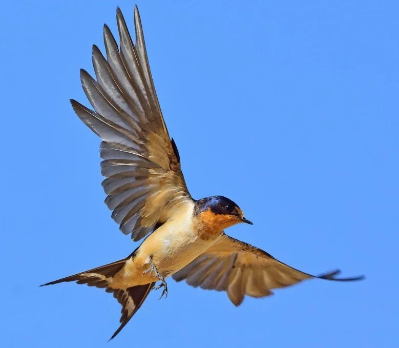 barn swallow in flight.jpg