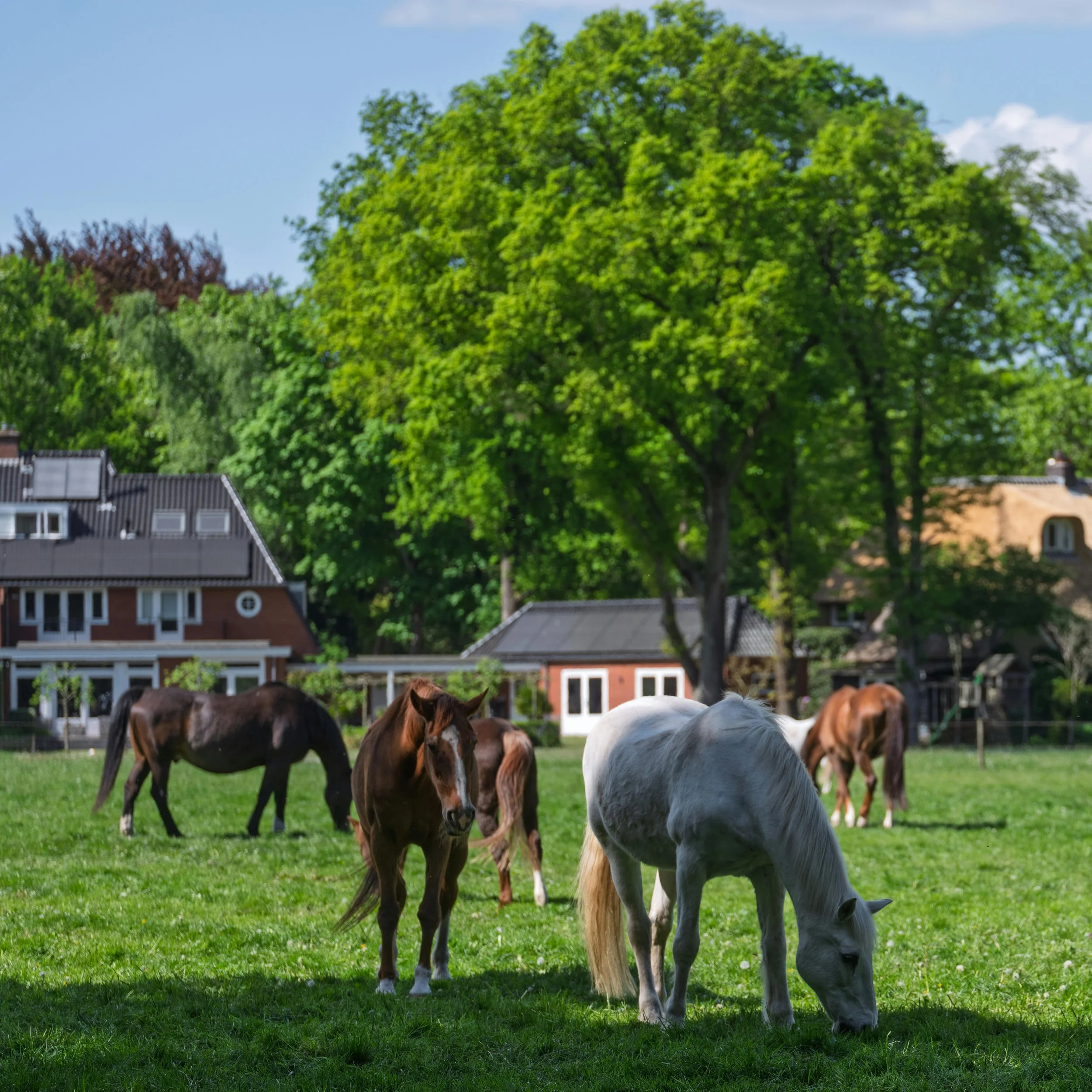 Home with horses