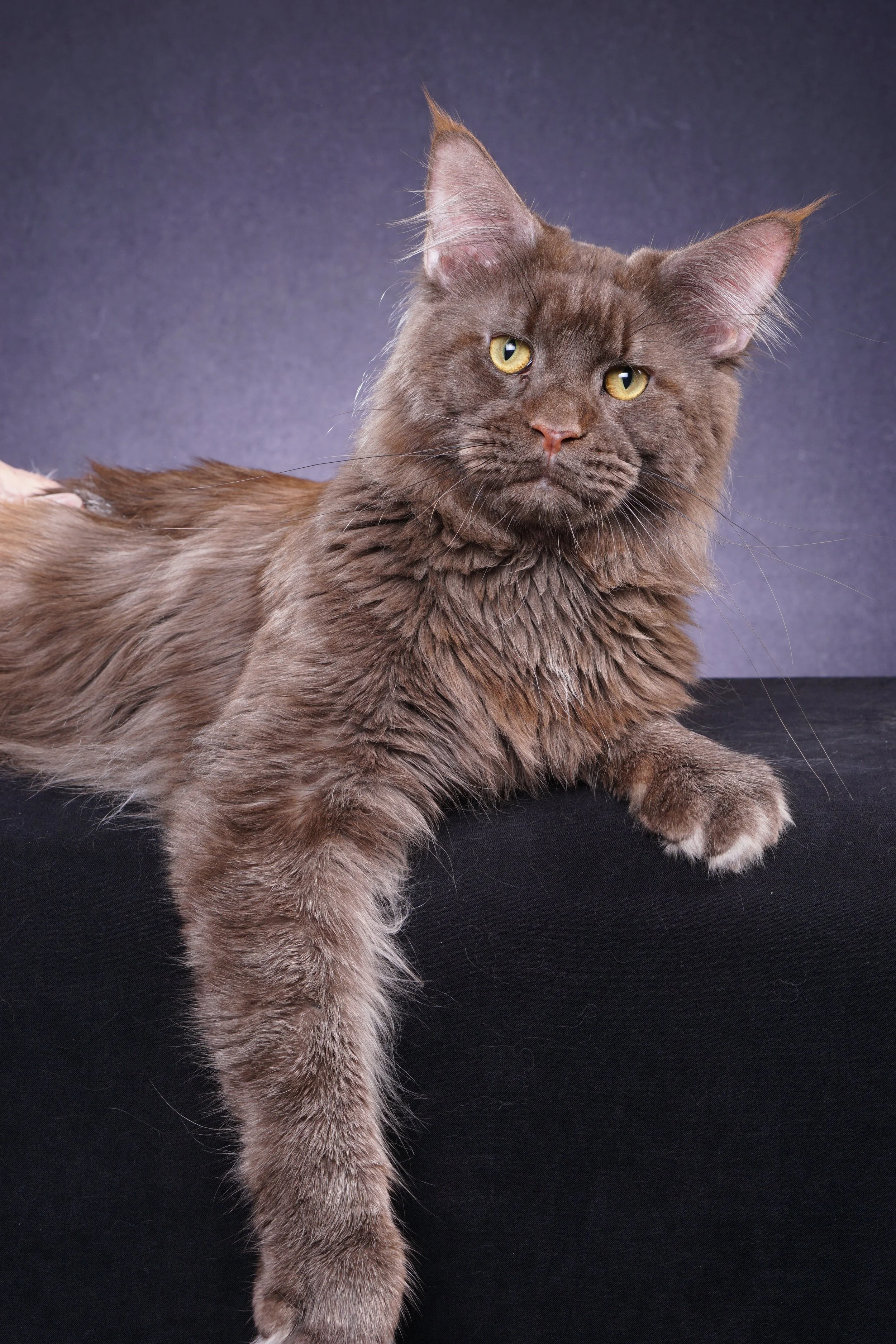 Abramovich Lions Paradise