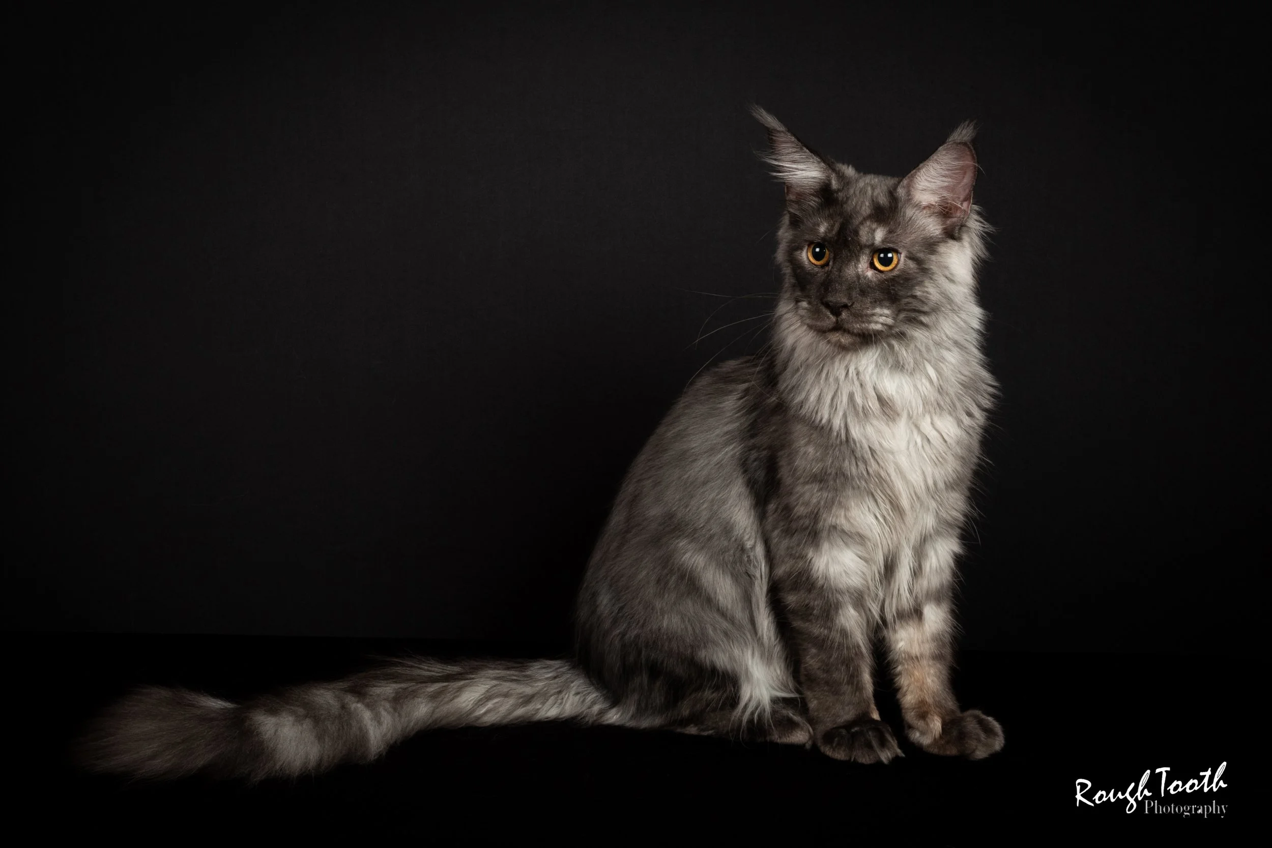 black smoke maine coon kitten
