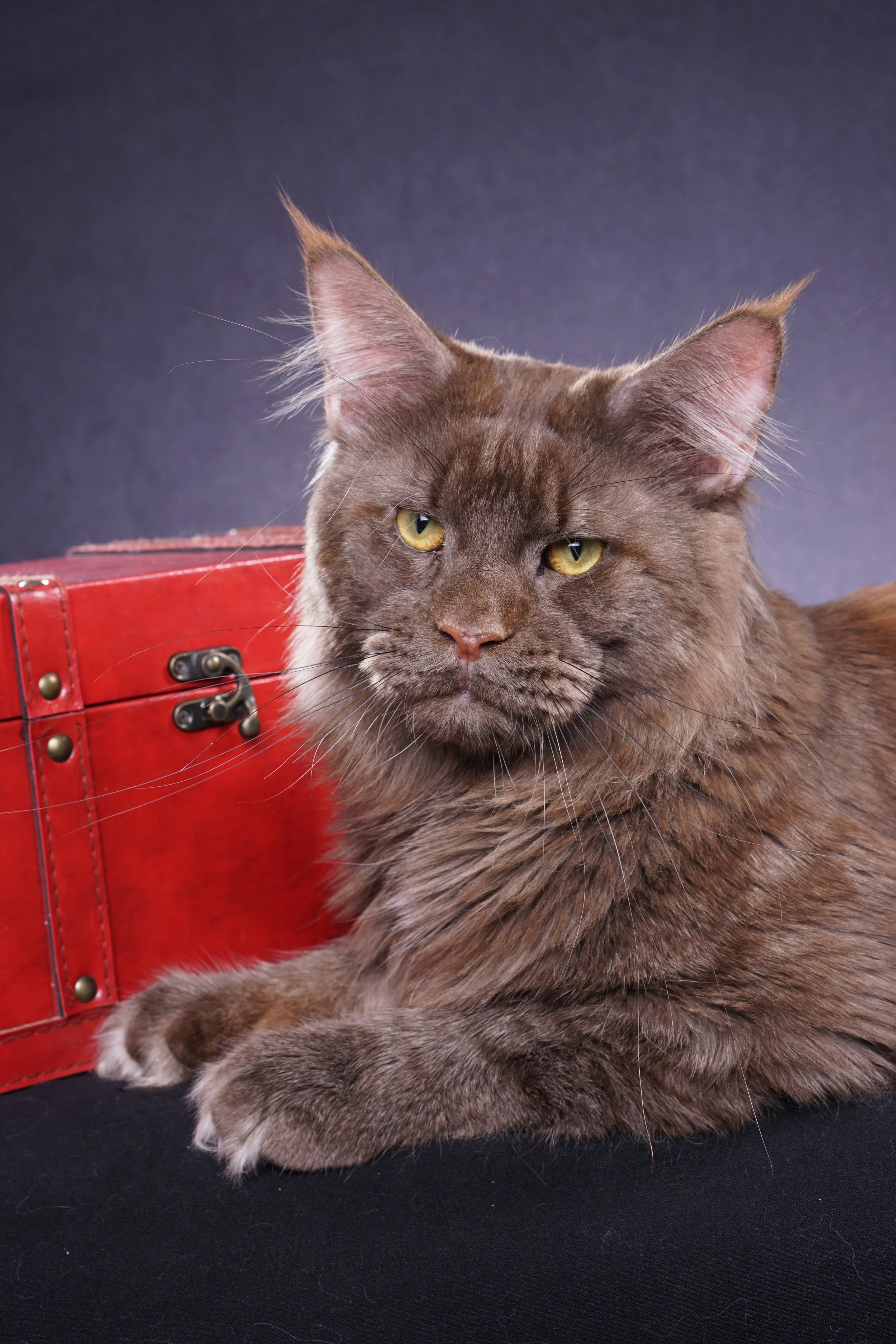 Abramovich Lions Paradise