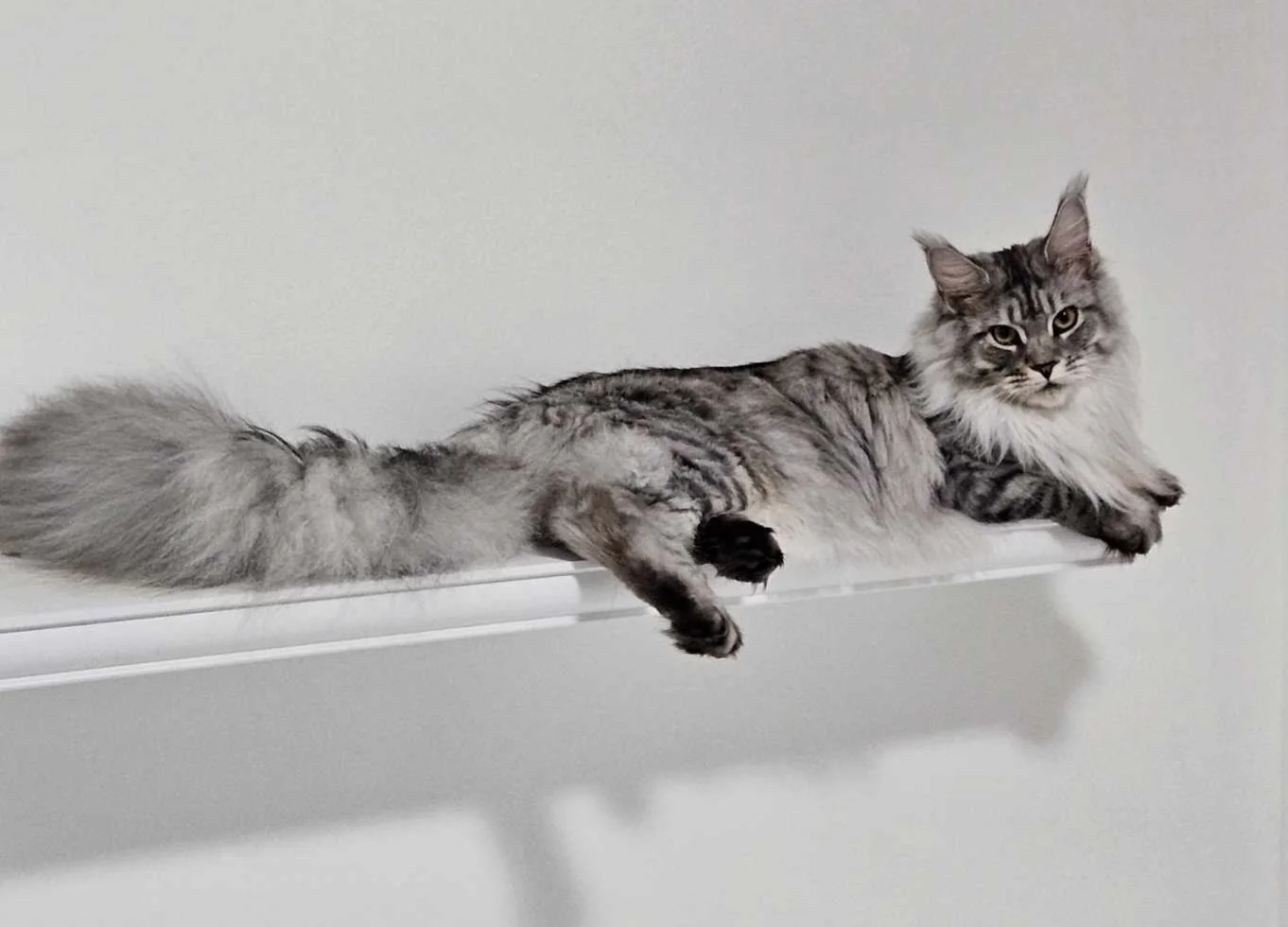 black silver maine coon cat