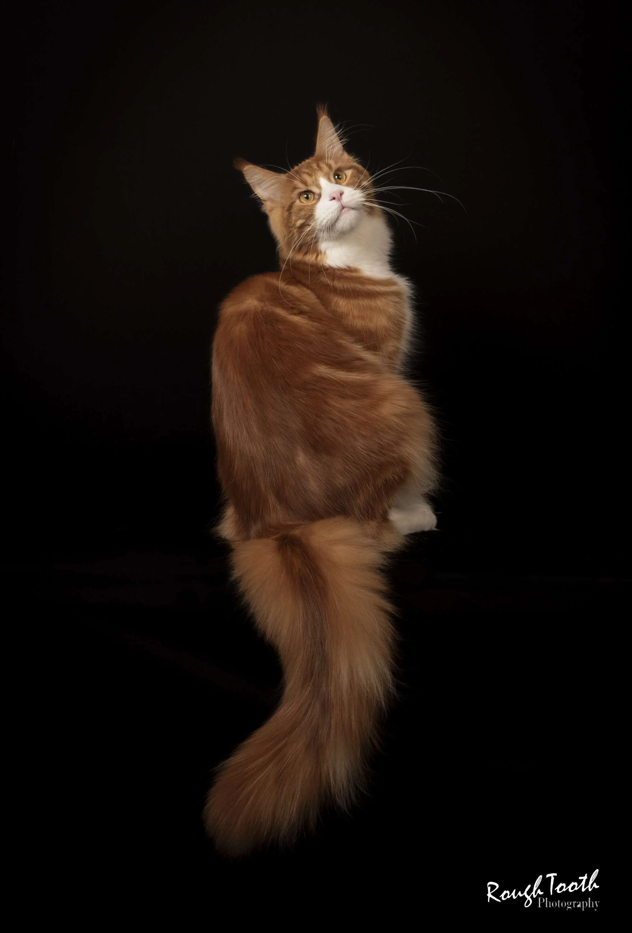 red classic tabby