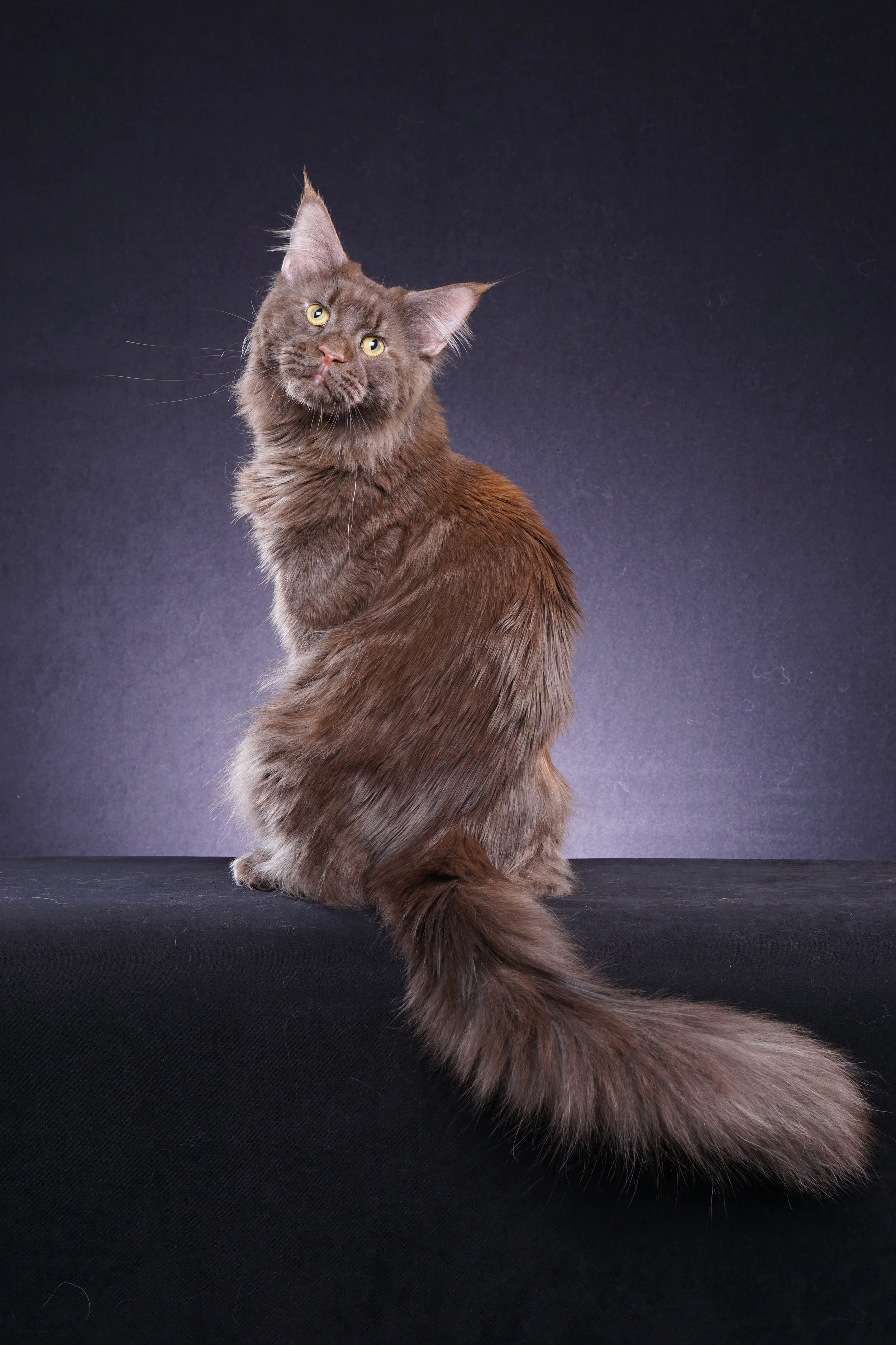 Abramovich Lions Paradise