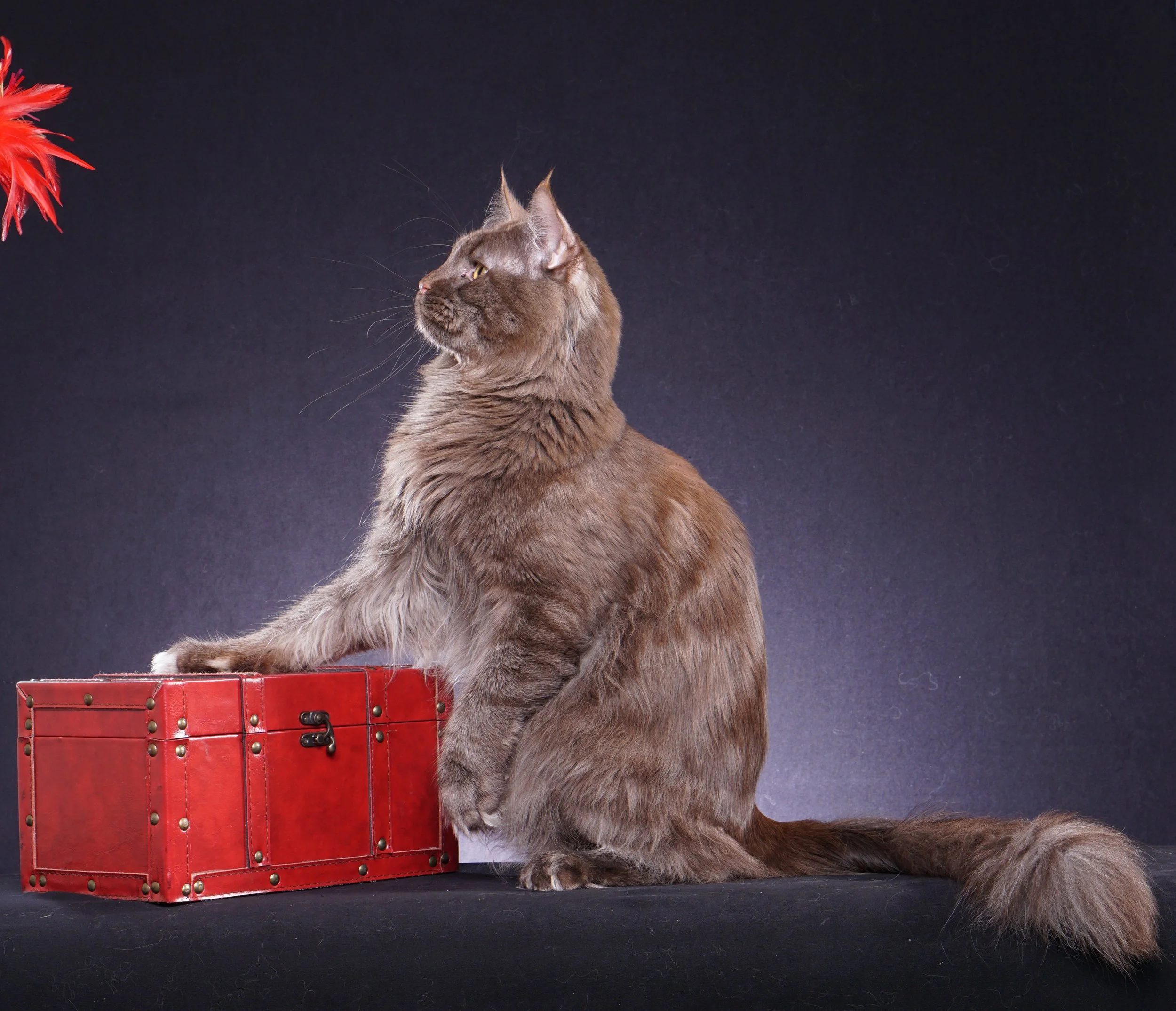 Abramovich Lions Paradise