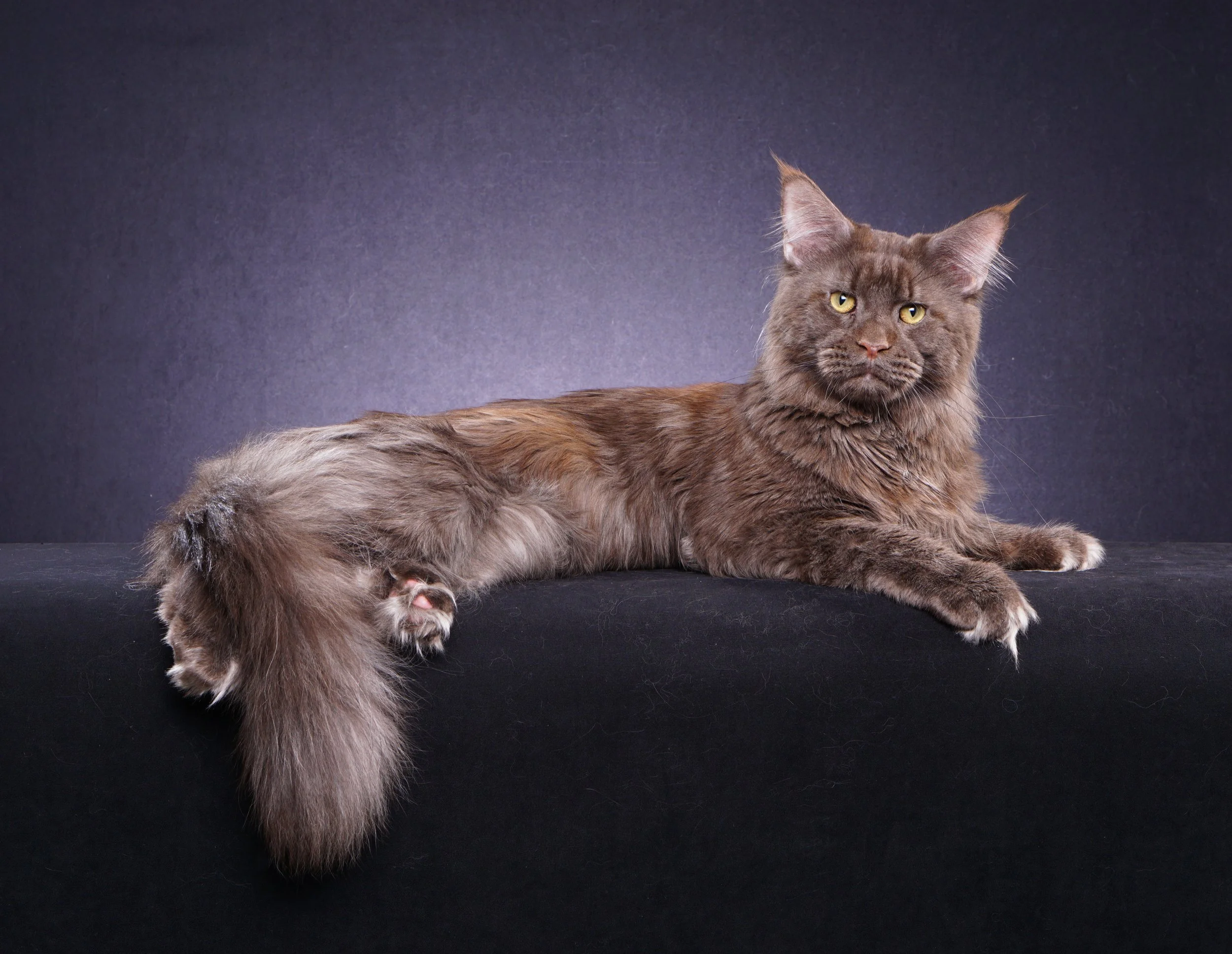 Abramovich Lions Paradise