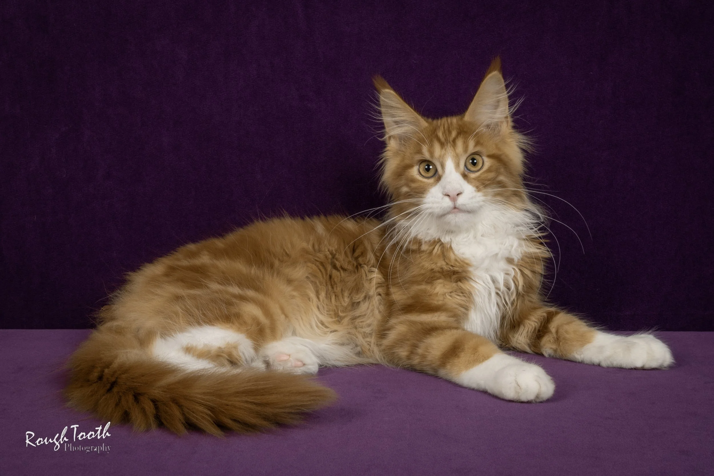 red classic tabby and white maine coon cat