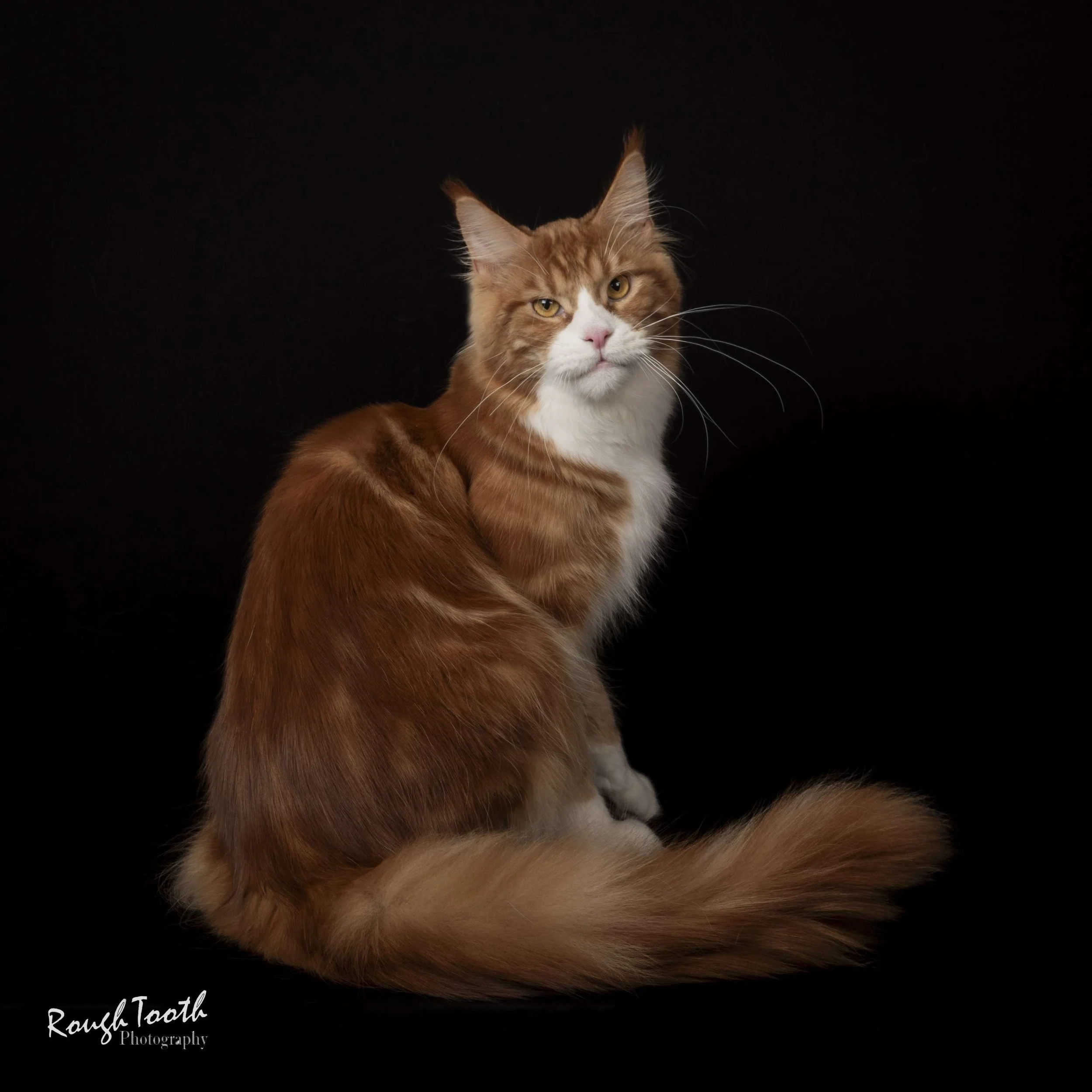 red classic tabby