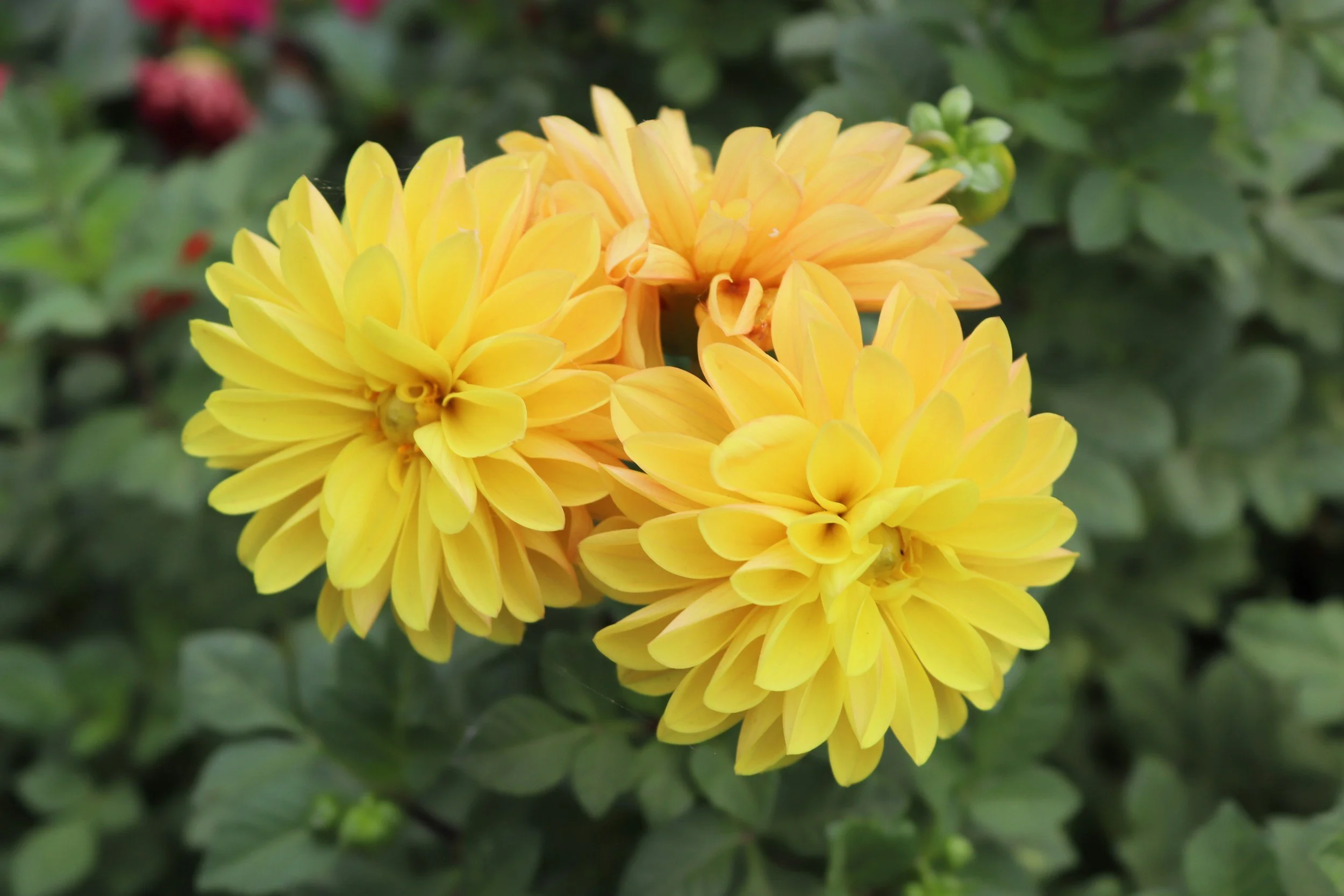 Three large yellow flowers with densely packed petals, surrounded by green leaves.