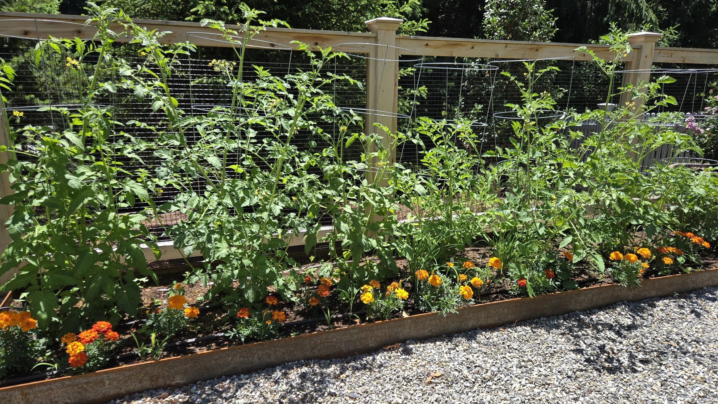 vegetable garden.jpg