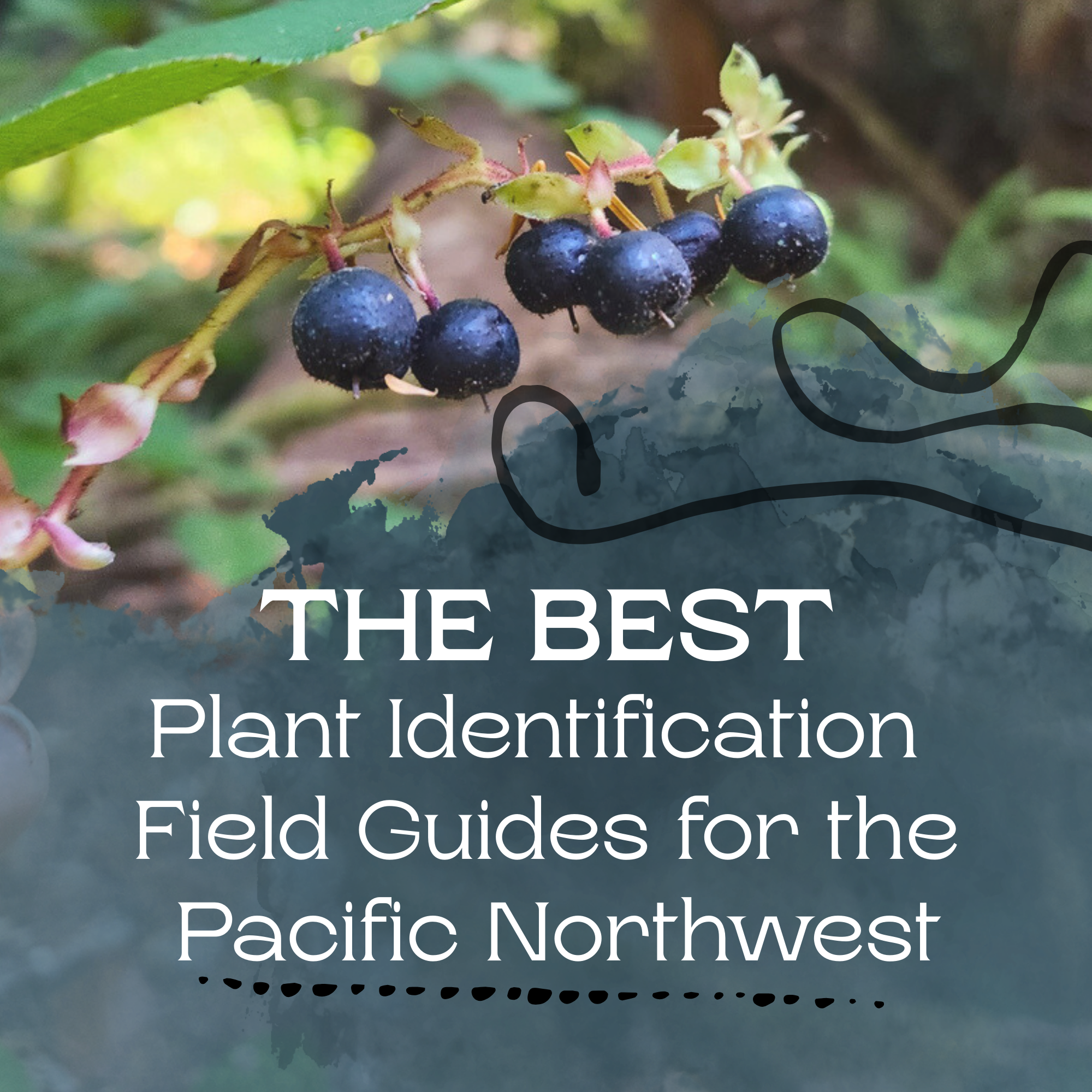 10 of the Best Plant Identification Field Guides for the Pacific Northwest