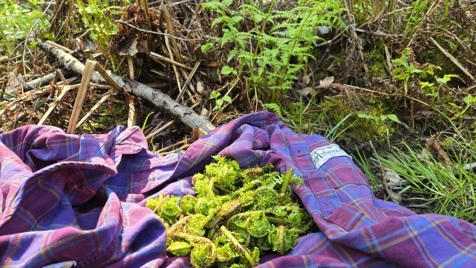Comparing Ferns