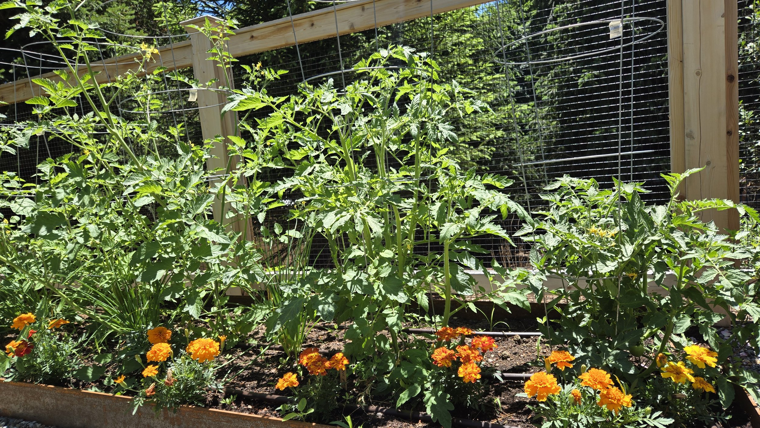 vegetable garden 4.jpg