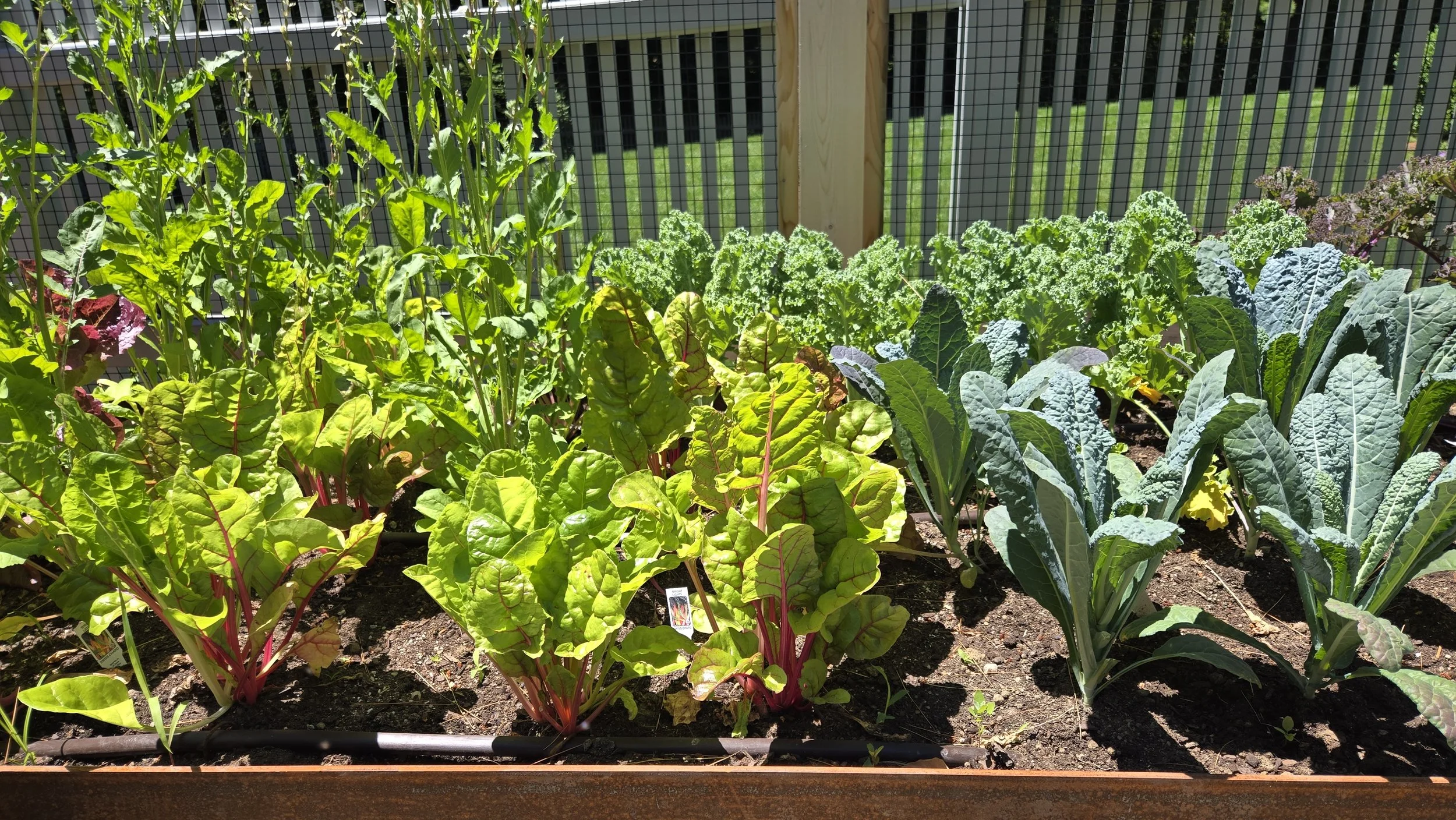 vegetable garden 3.jpg