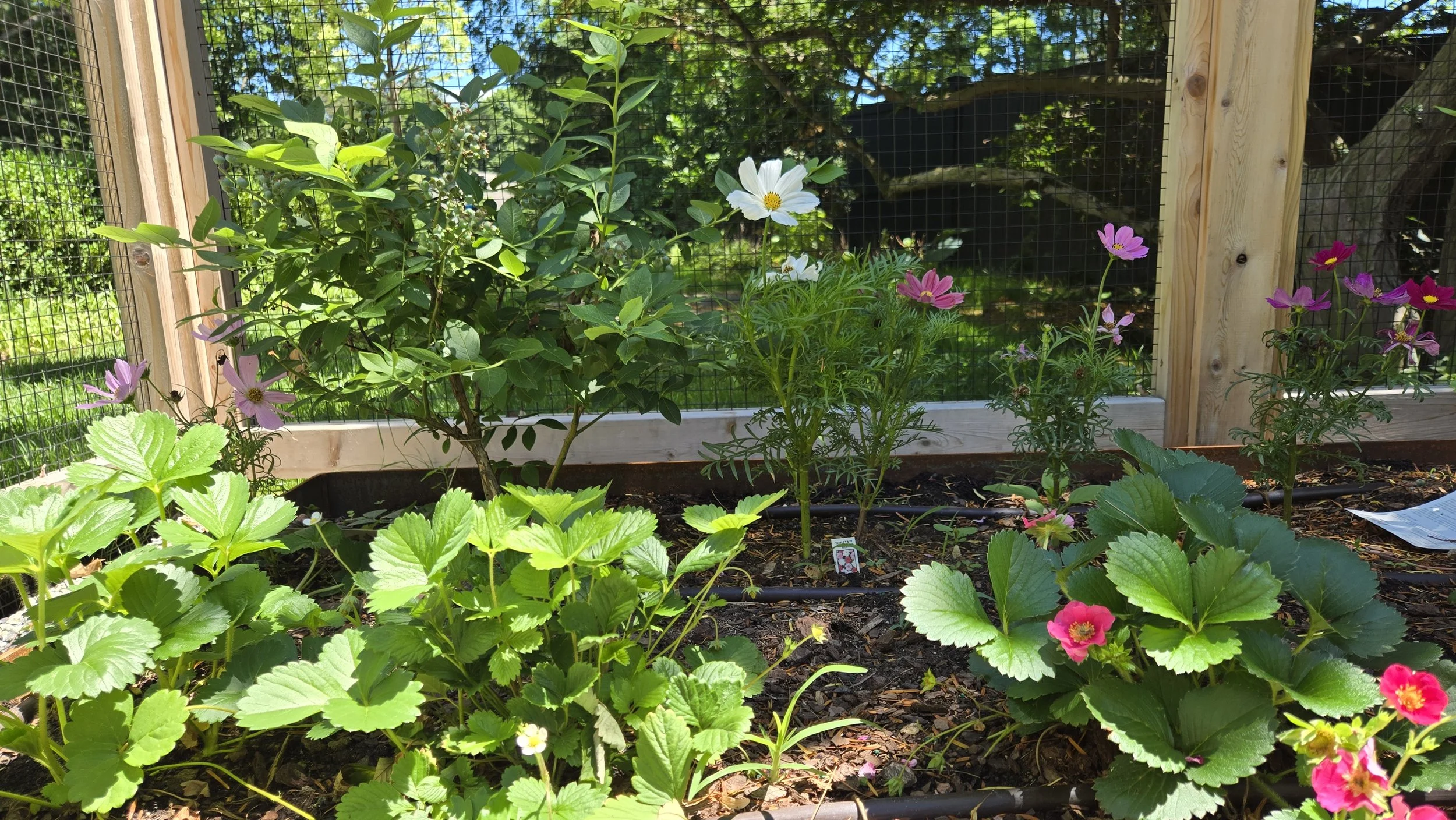 vegetable garden 5.jpg