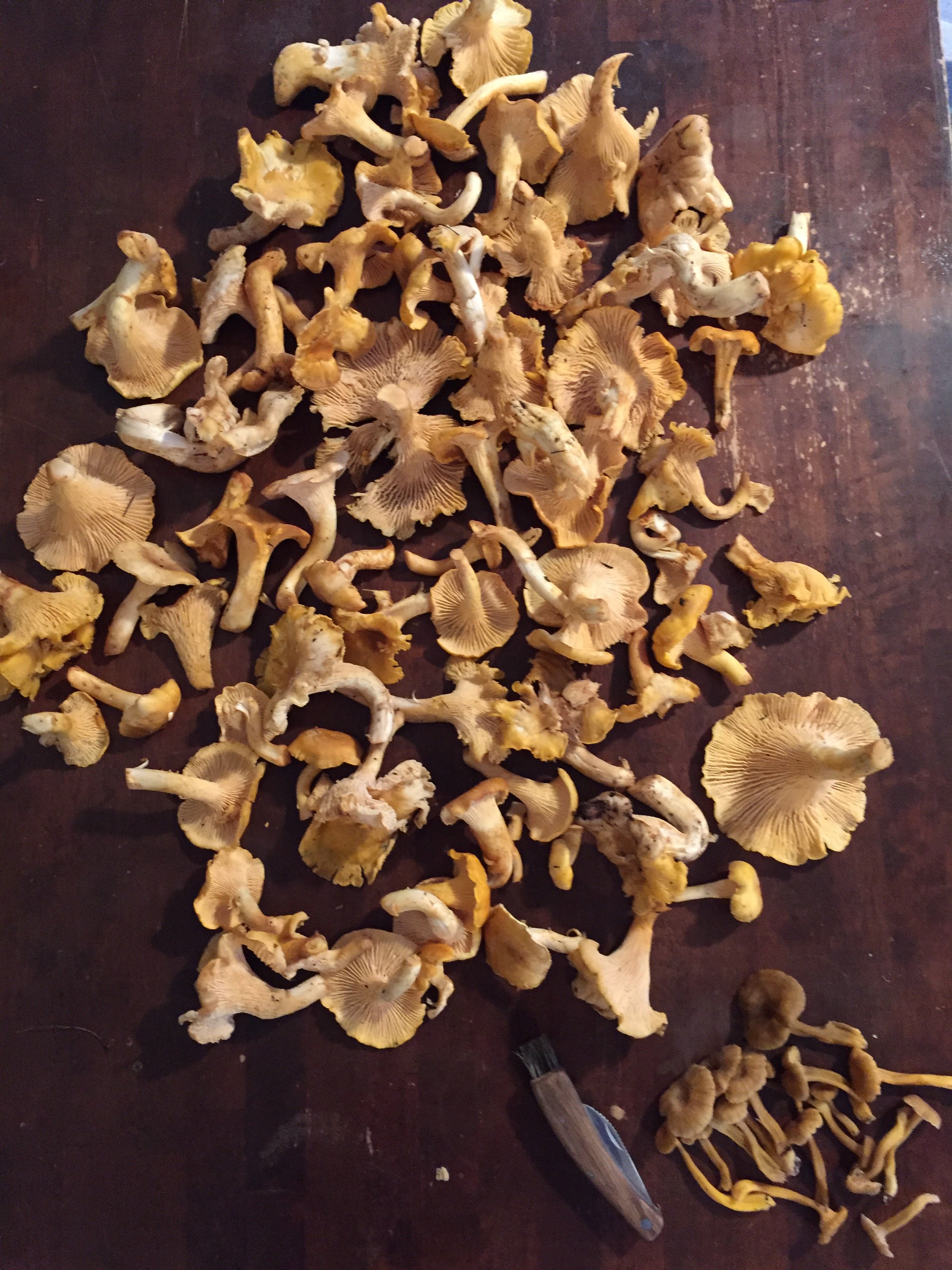 Chanterelle harvest
