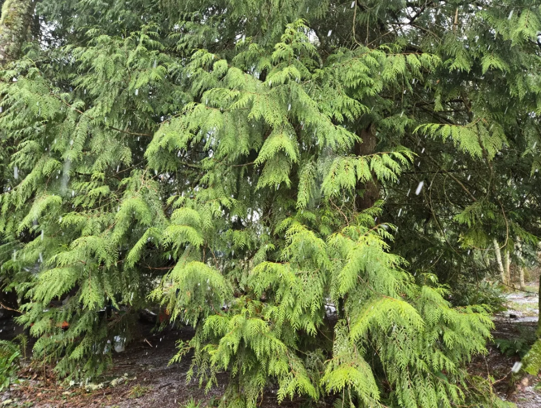 Western Red Cedar