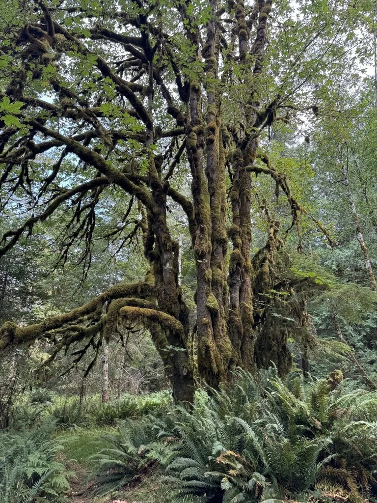 Bigleaf Maple