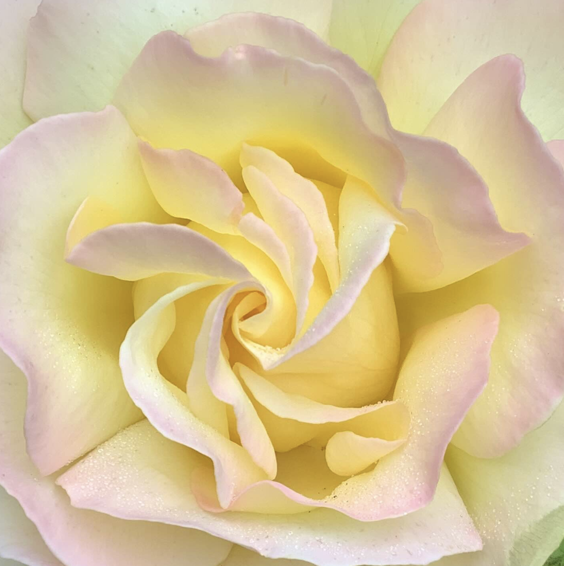 Wisdom for the Heart: Seeing Clearly, Living Freely