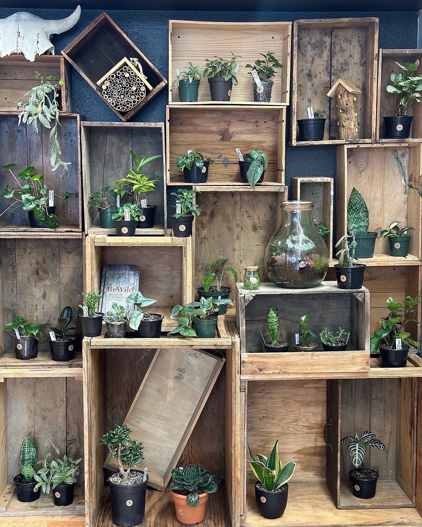 Blackbird house, sister shop to Blackbird ink tattoo sells plants and much more.